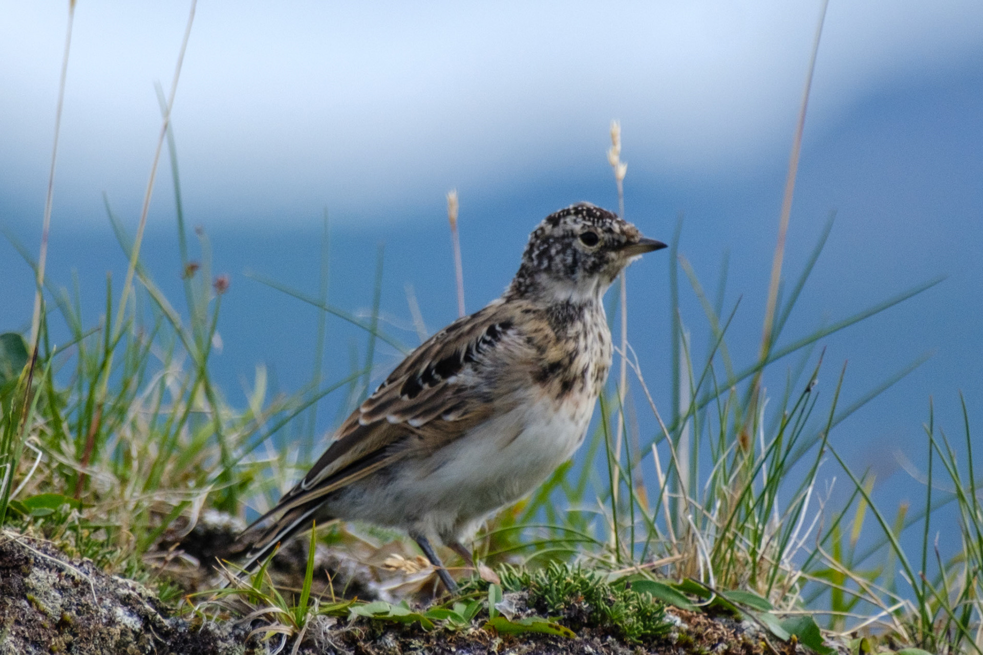 Juvenile Horned Lark
