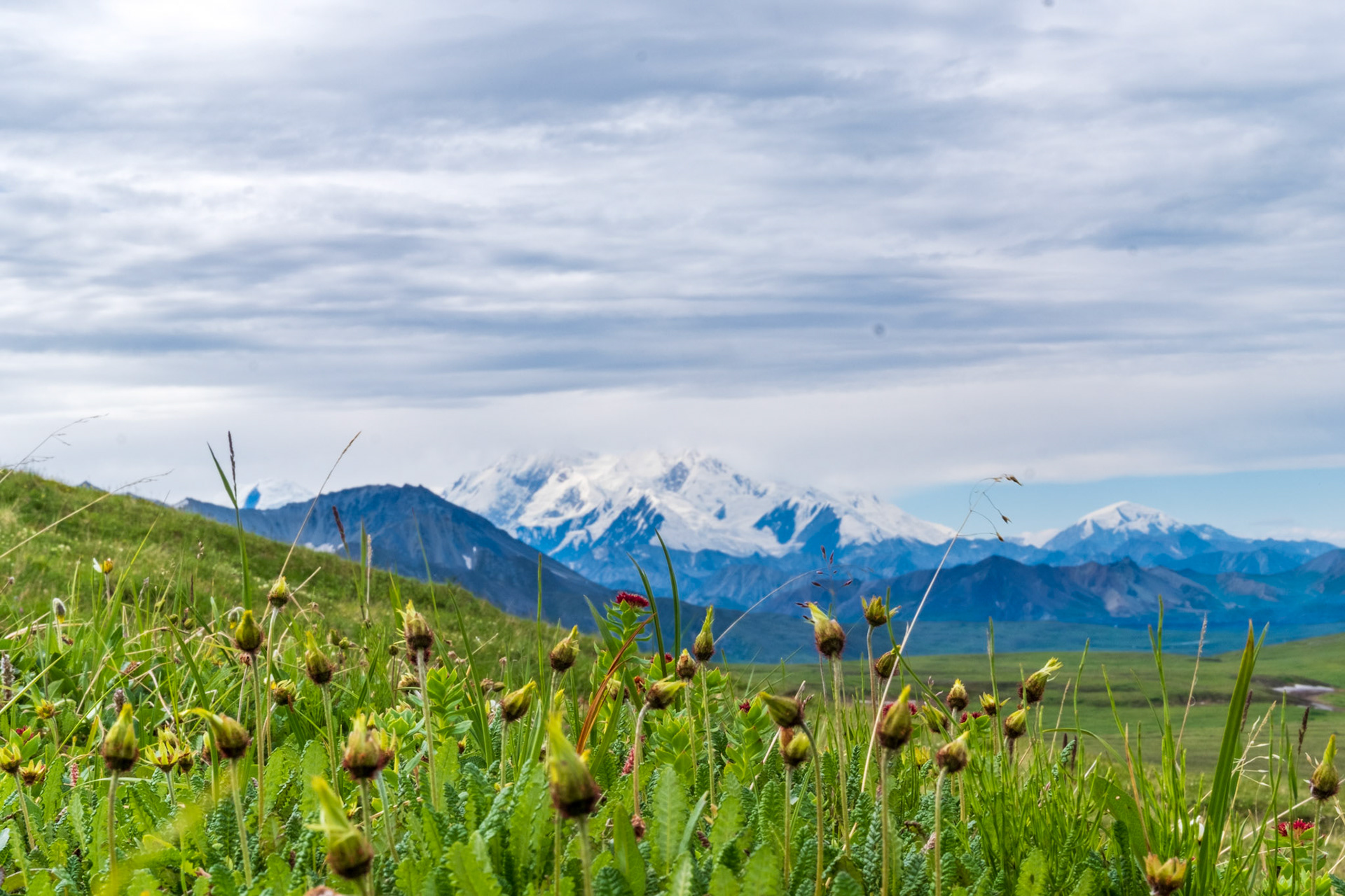 Mountain Avens