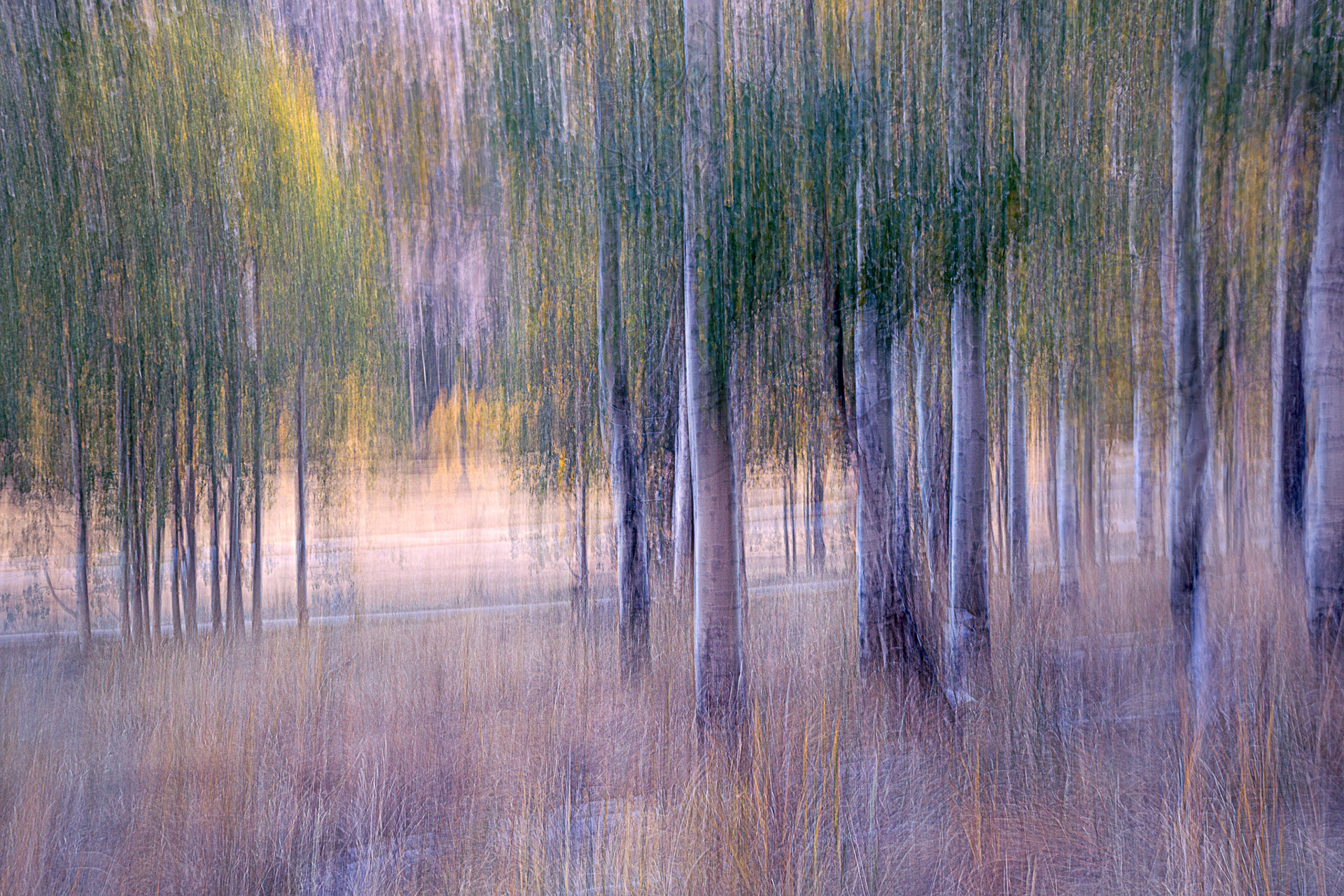 Veil of autumn light