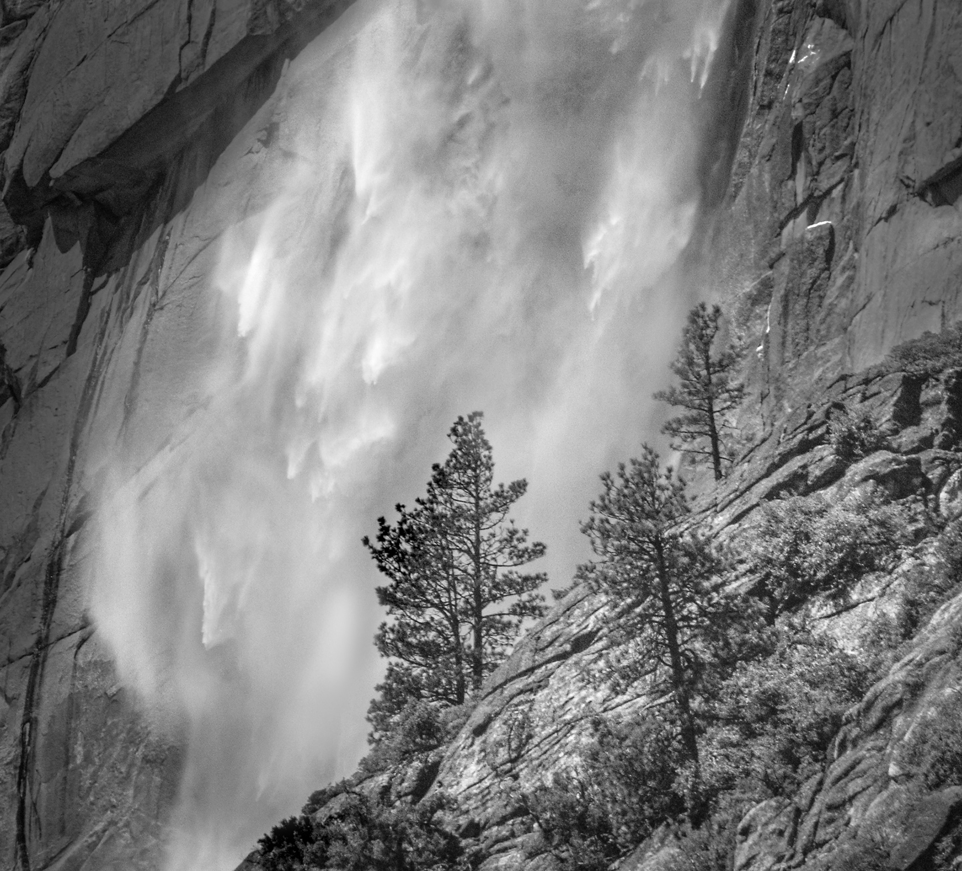 Pines against Yosemite Falls