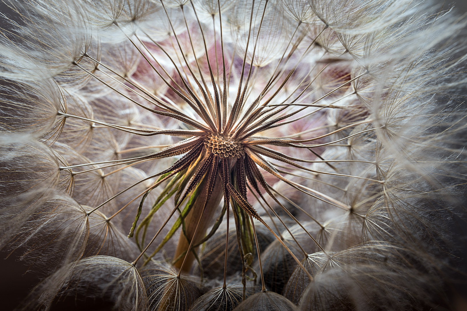 Make a wish