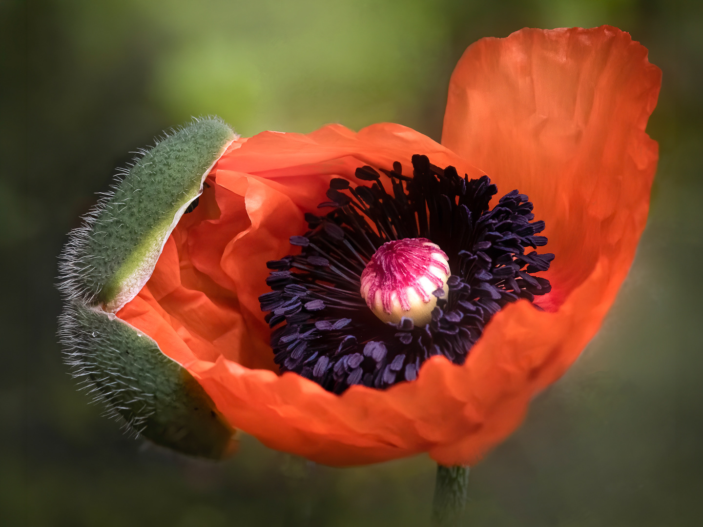 Poppy