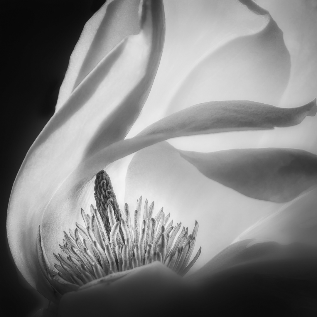 Dancing Magnolia