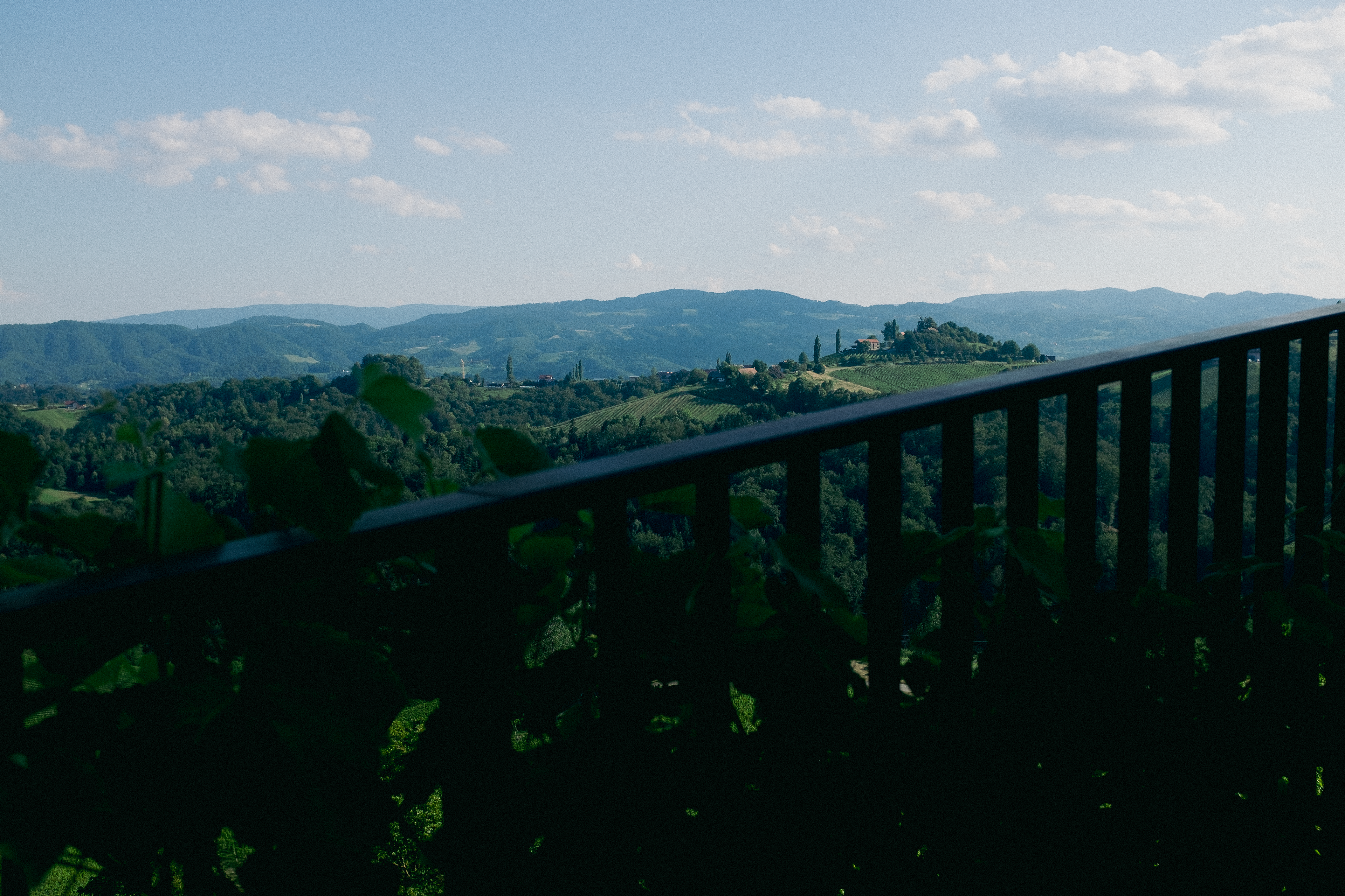 Viñedo, Südsteiermark, 2023.