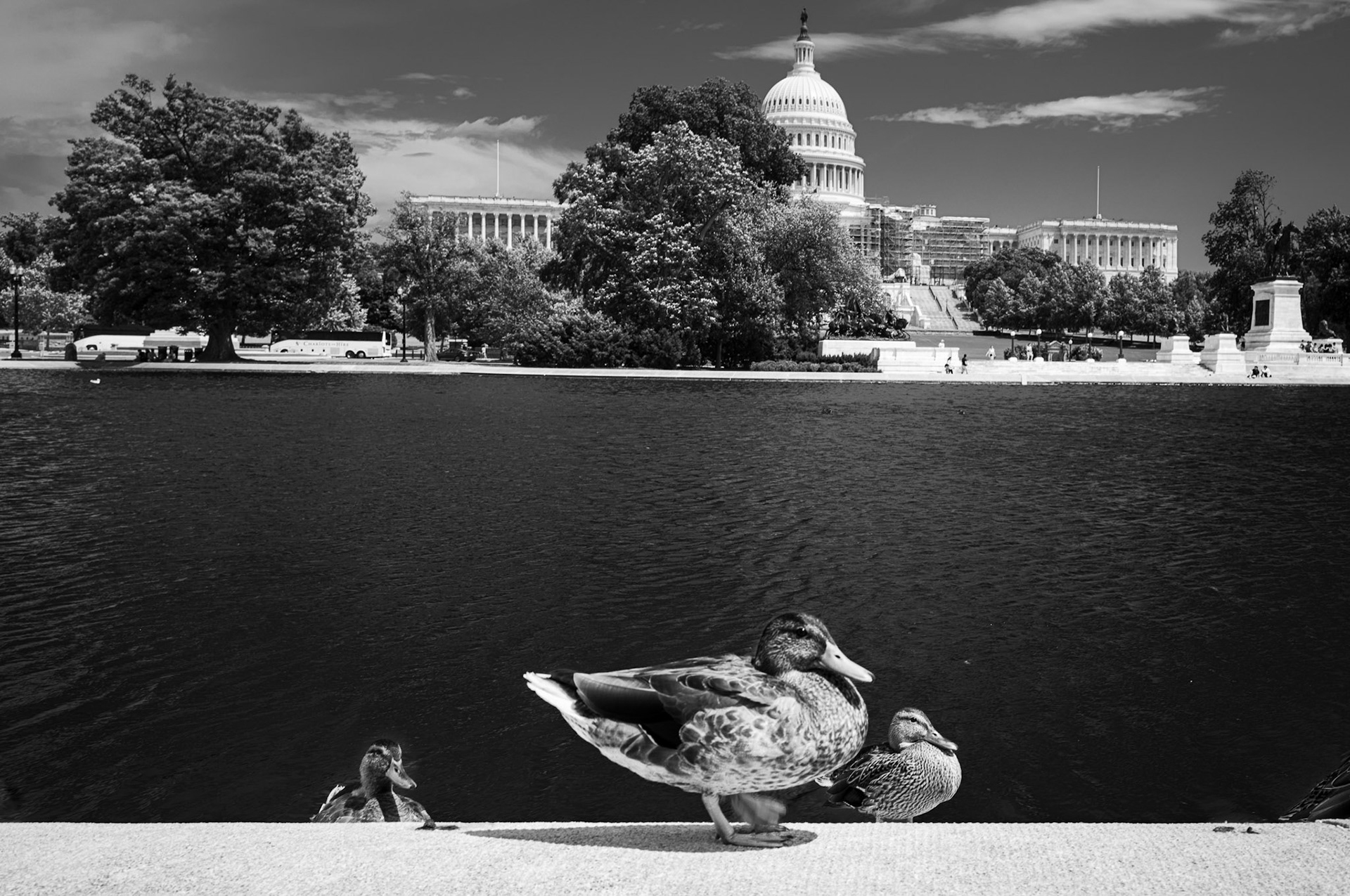 Les canards du Capitole :-)