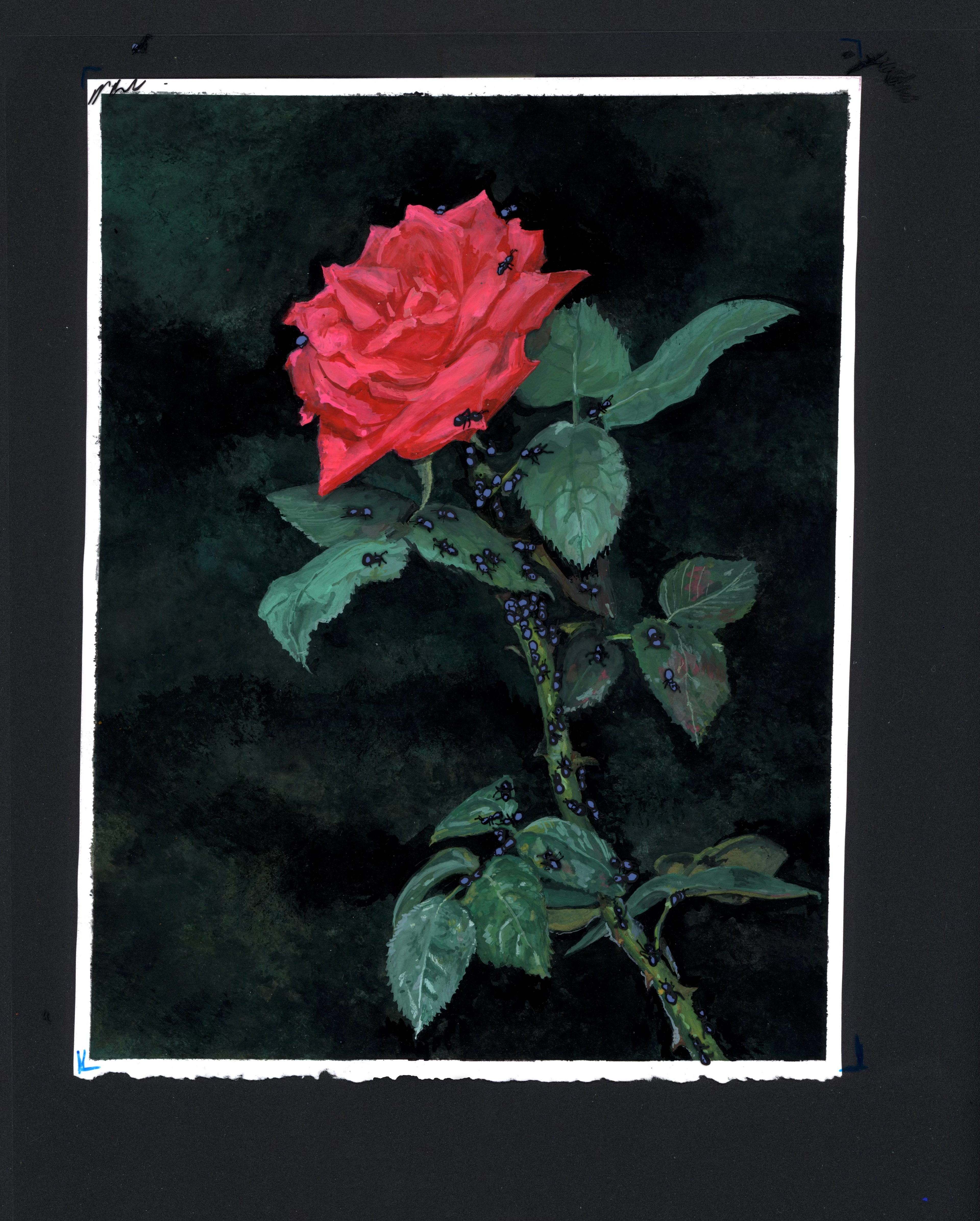 Rhapsody In August
