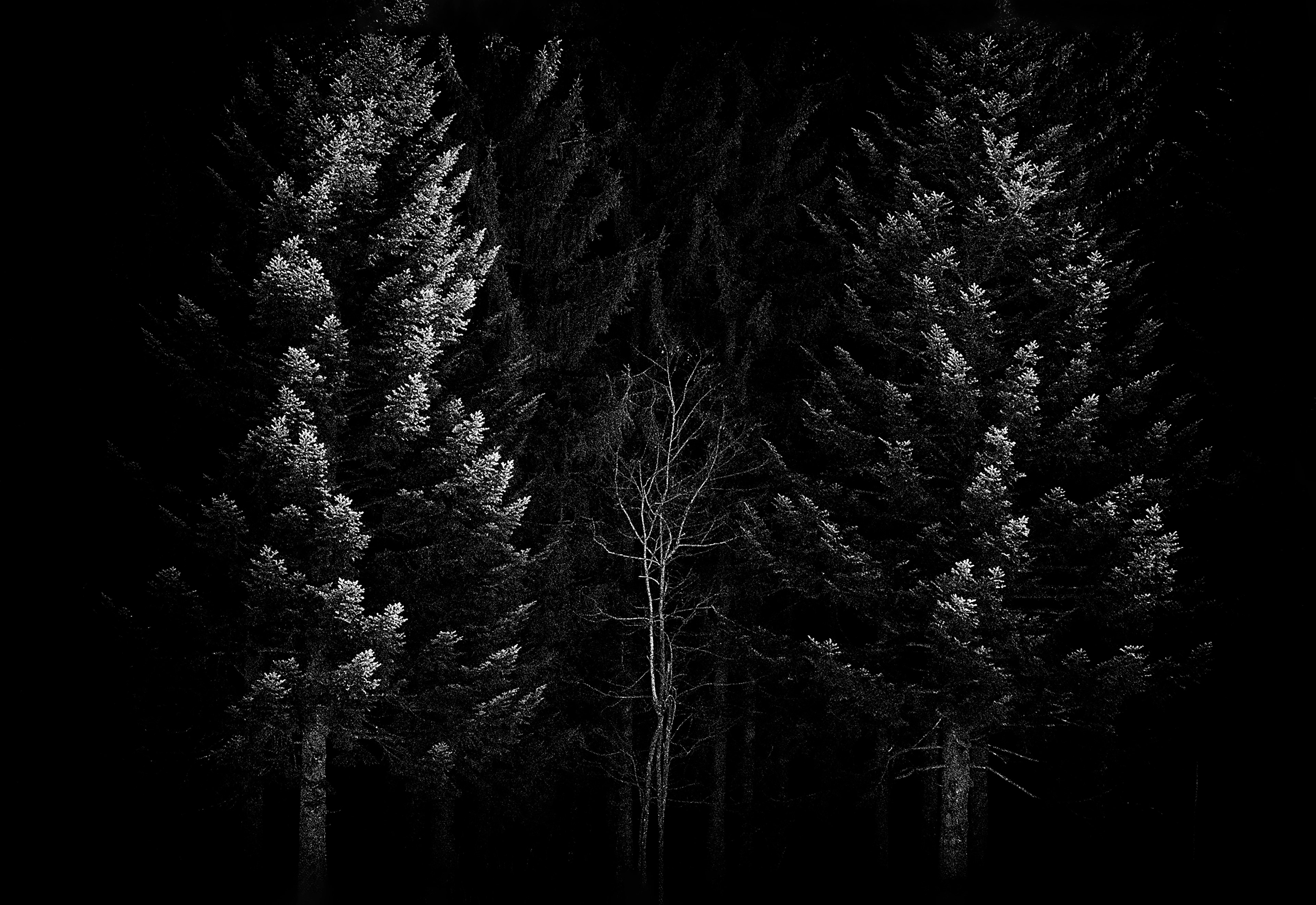 Nous trois - 40x50 cm 3/8 signé impression piezography