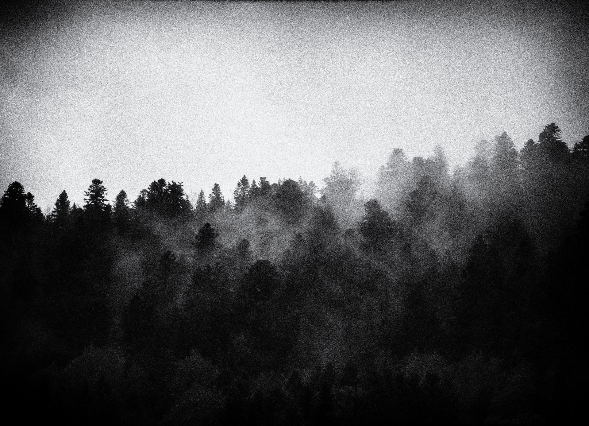 Prendre racine - 1/8 signé 30x40 cm impression piezography 