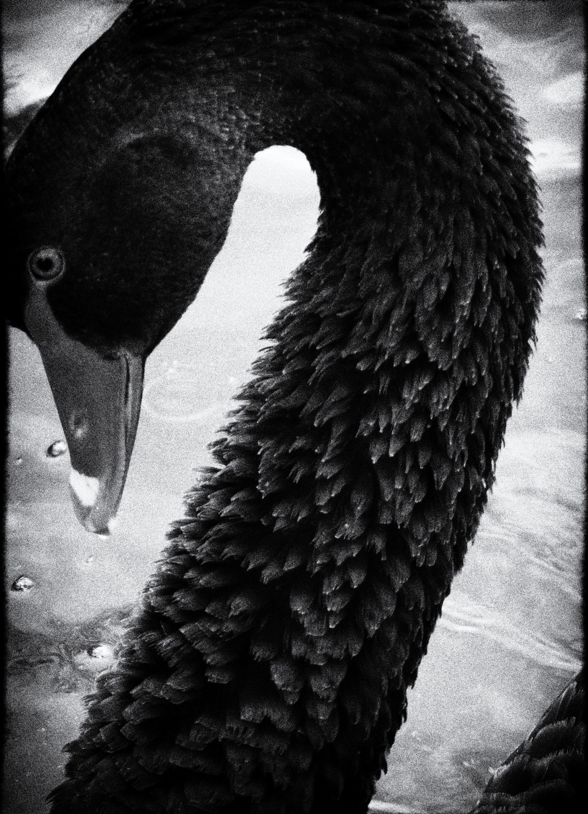 Pour te plaire - 1/8 signé 30x40 cm impression piezography 