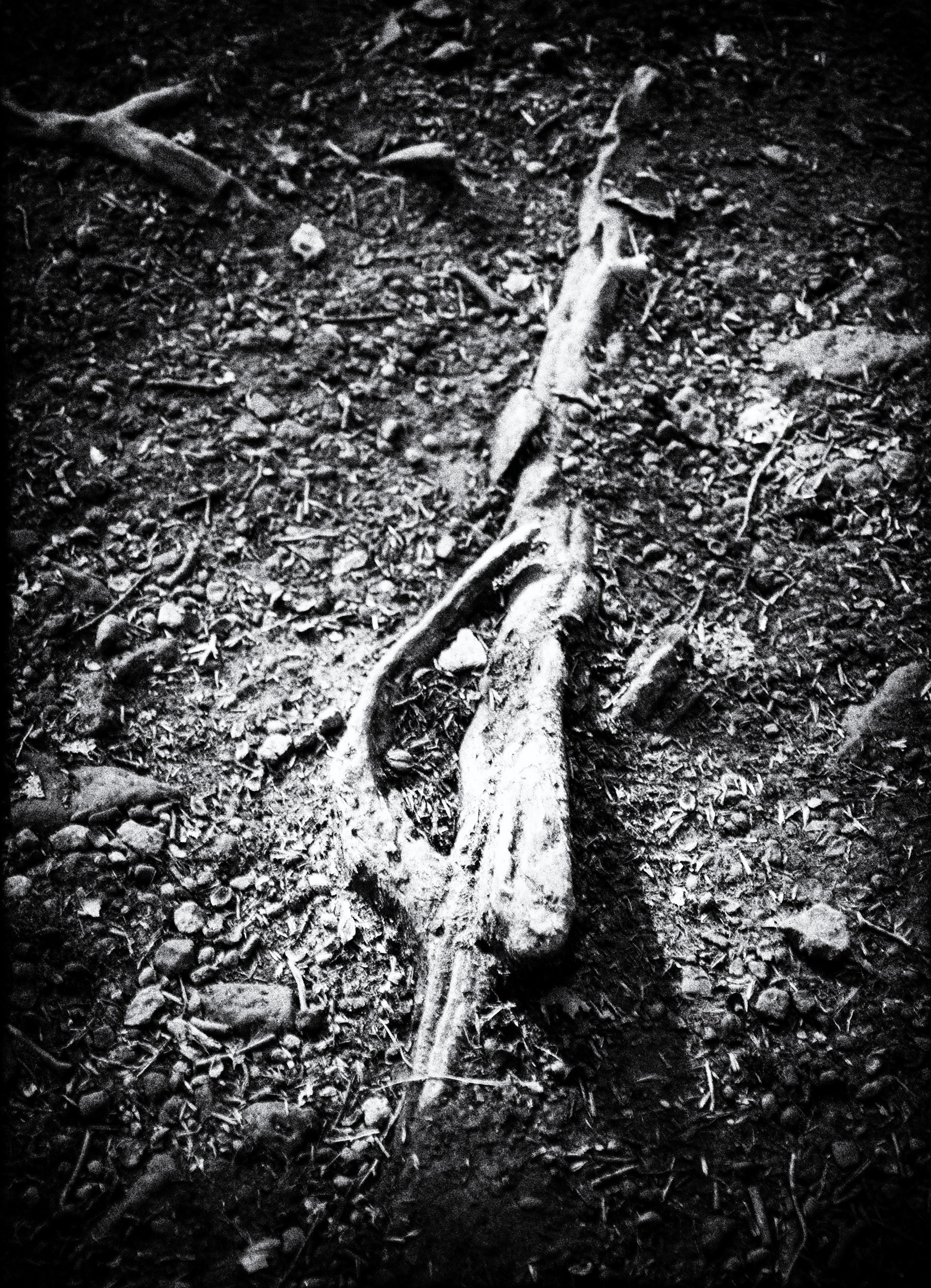 Vivant - 1/8 signé 40x60 cm impression piezography 