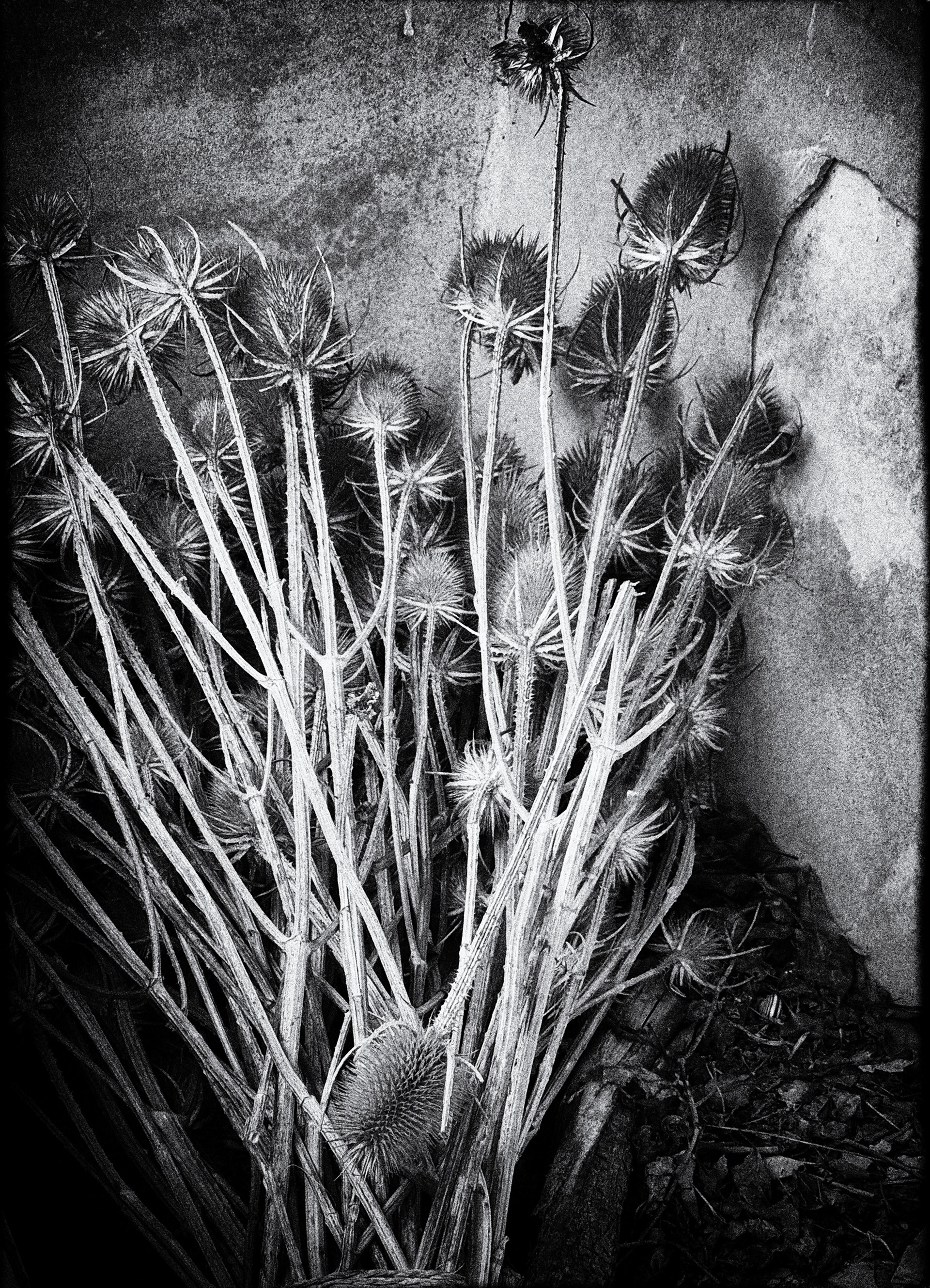Bouquet final - 1/8 signé 40x60 cm impression piezography 
