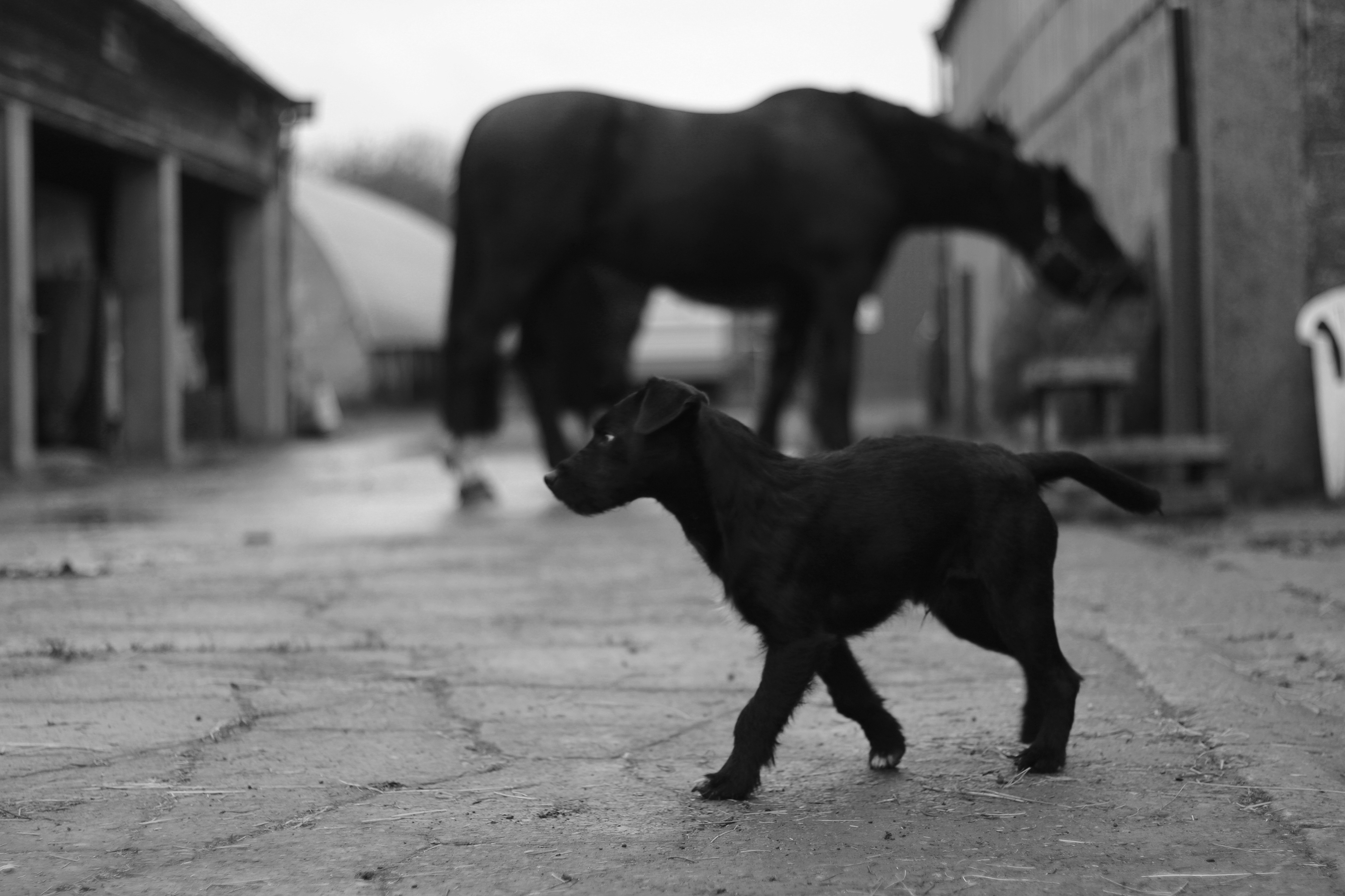 Horse. Dug.