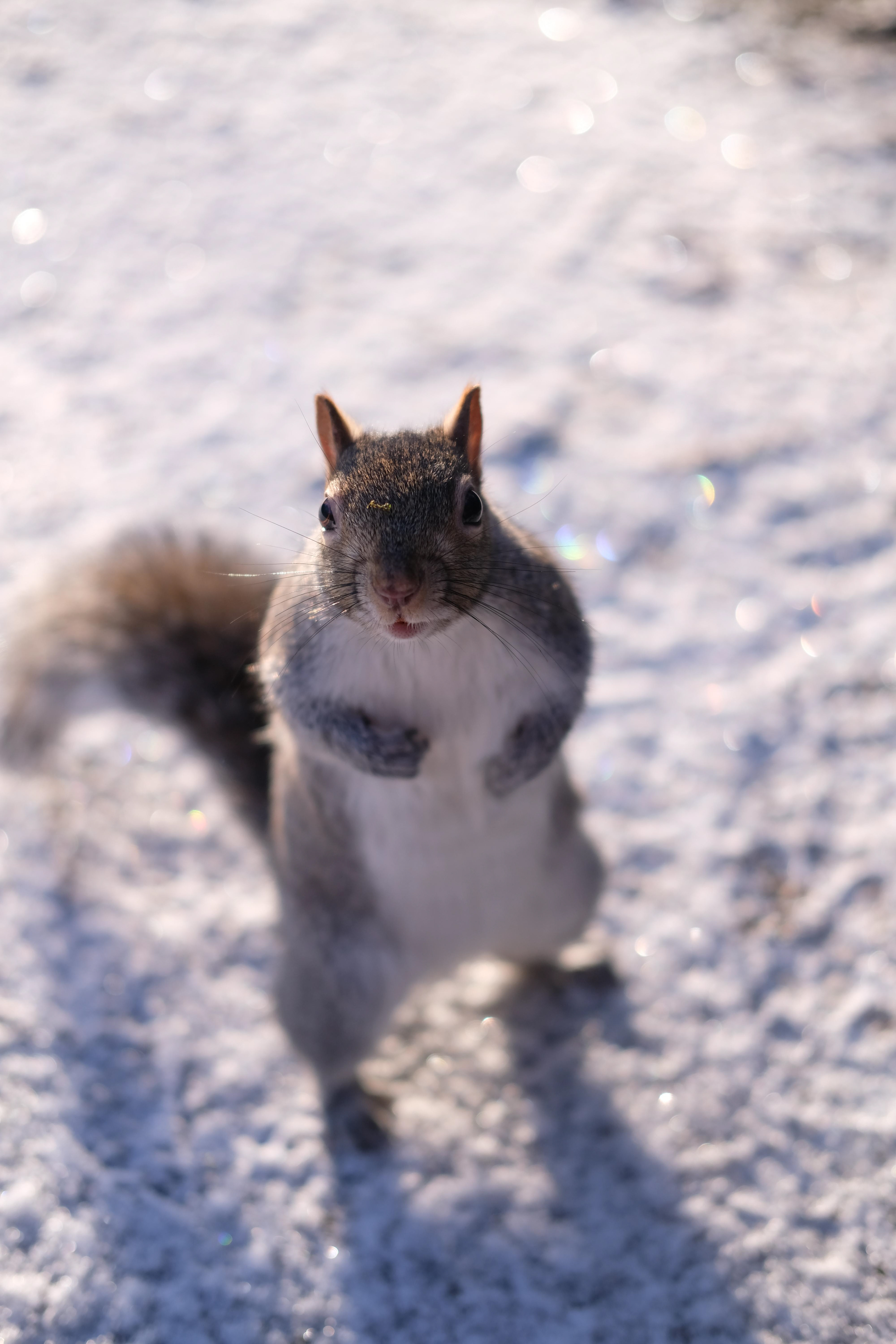 Squirrel. Queens Park.