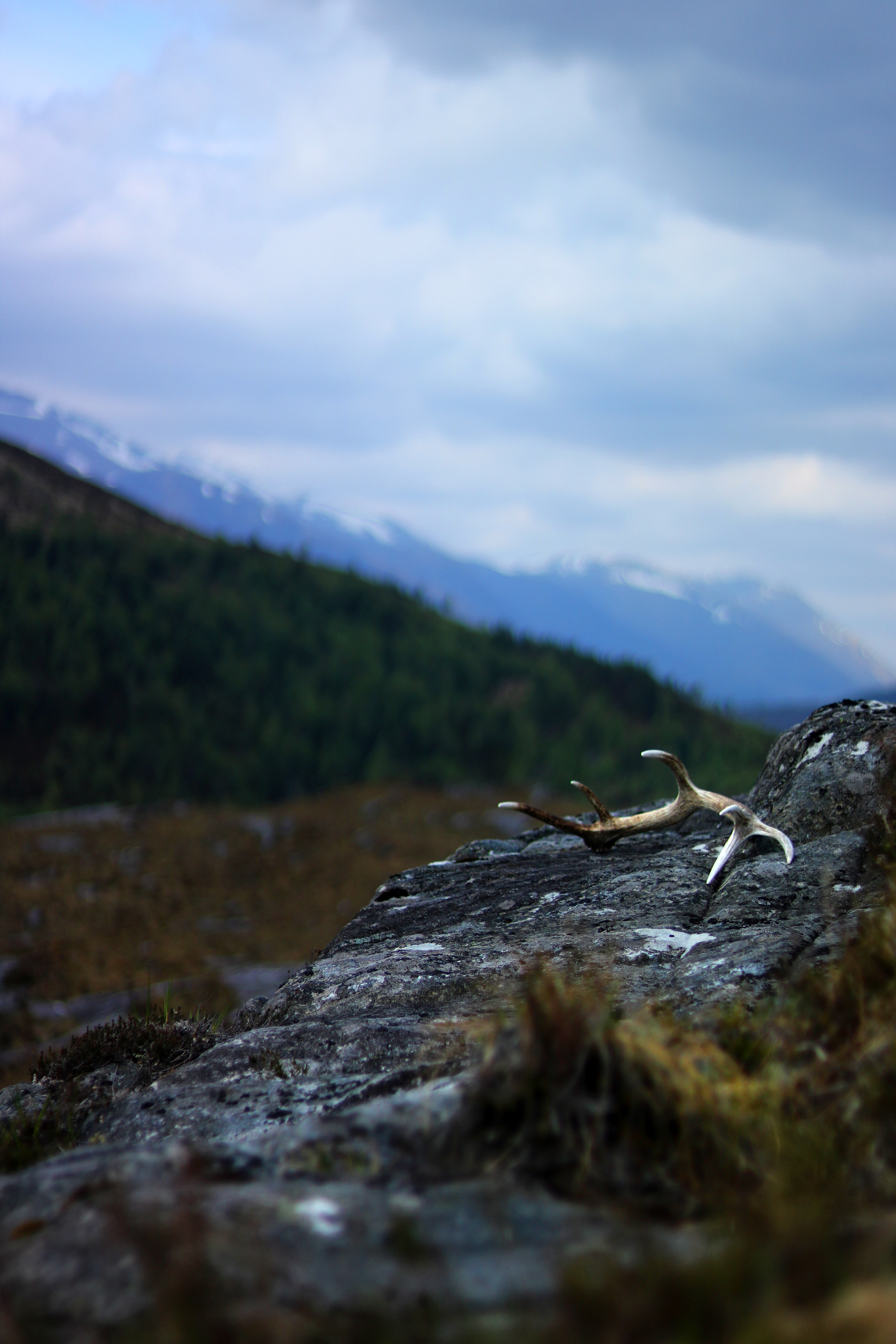 Antlers. Canaich.