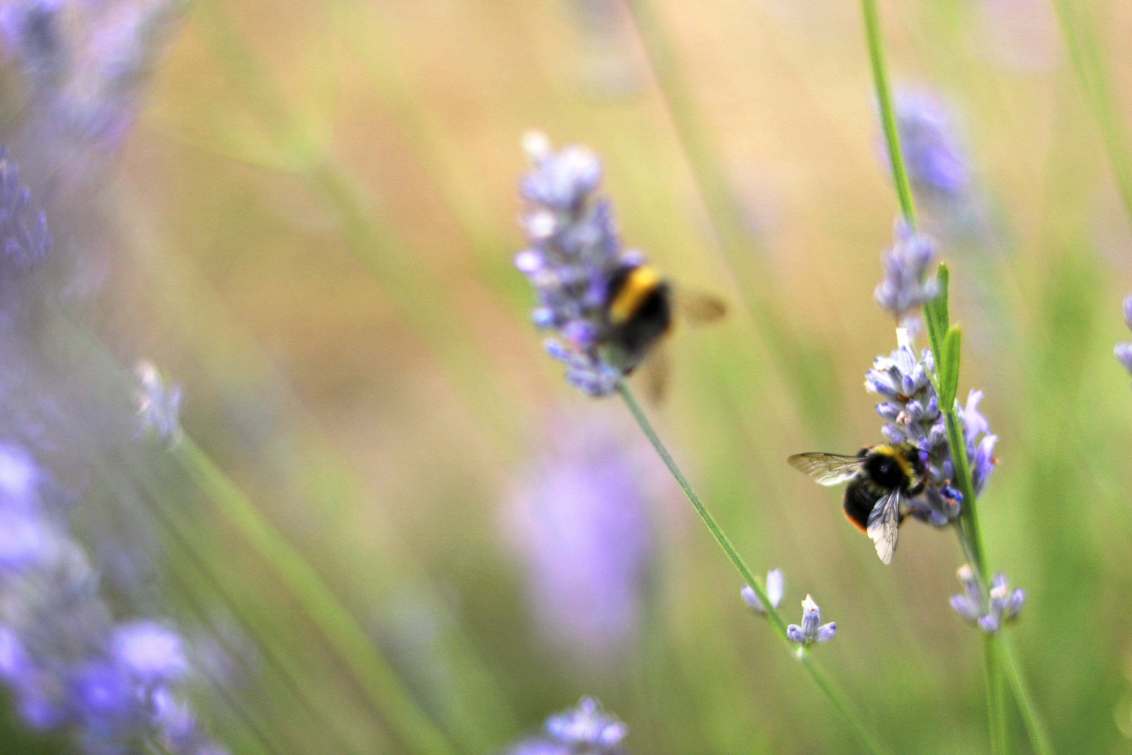 Lavender Bees.