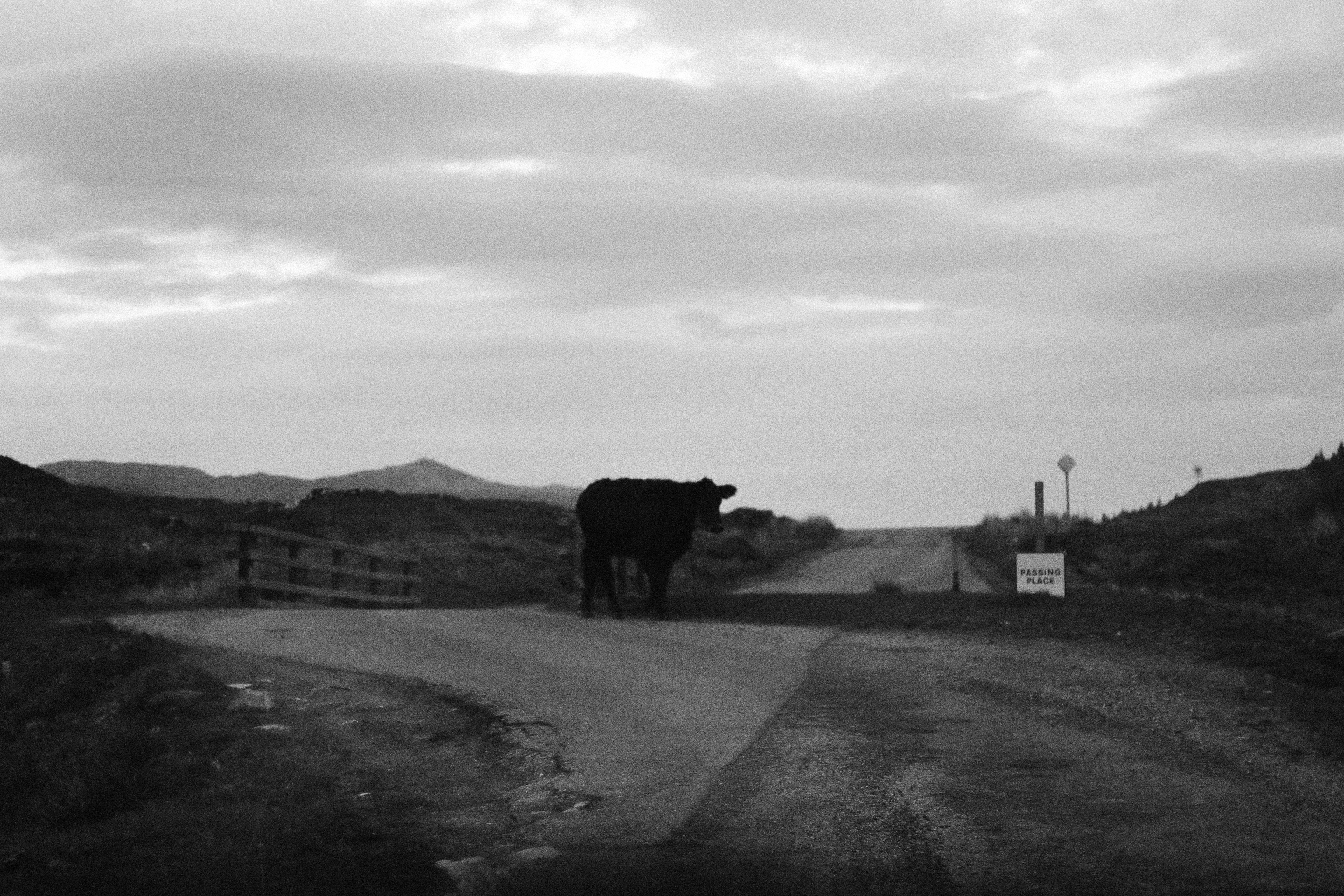 Cow. Canaich.