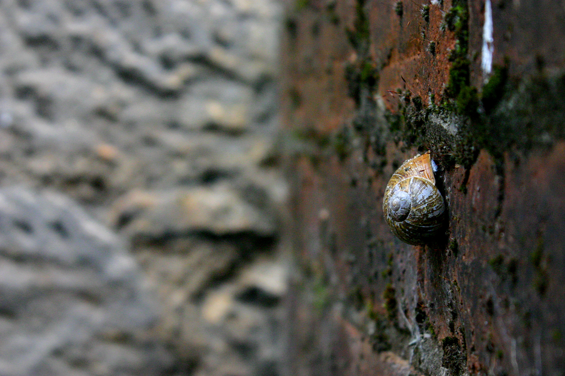 Snail. Trail.