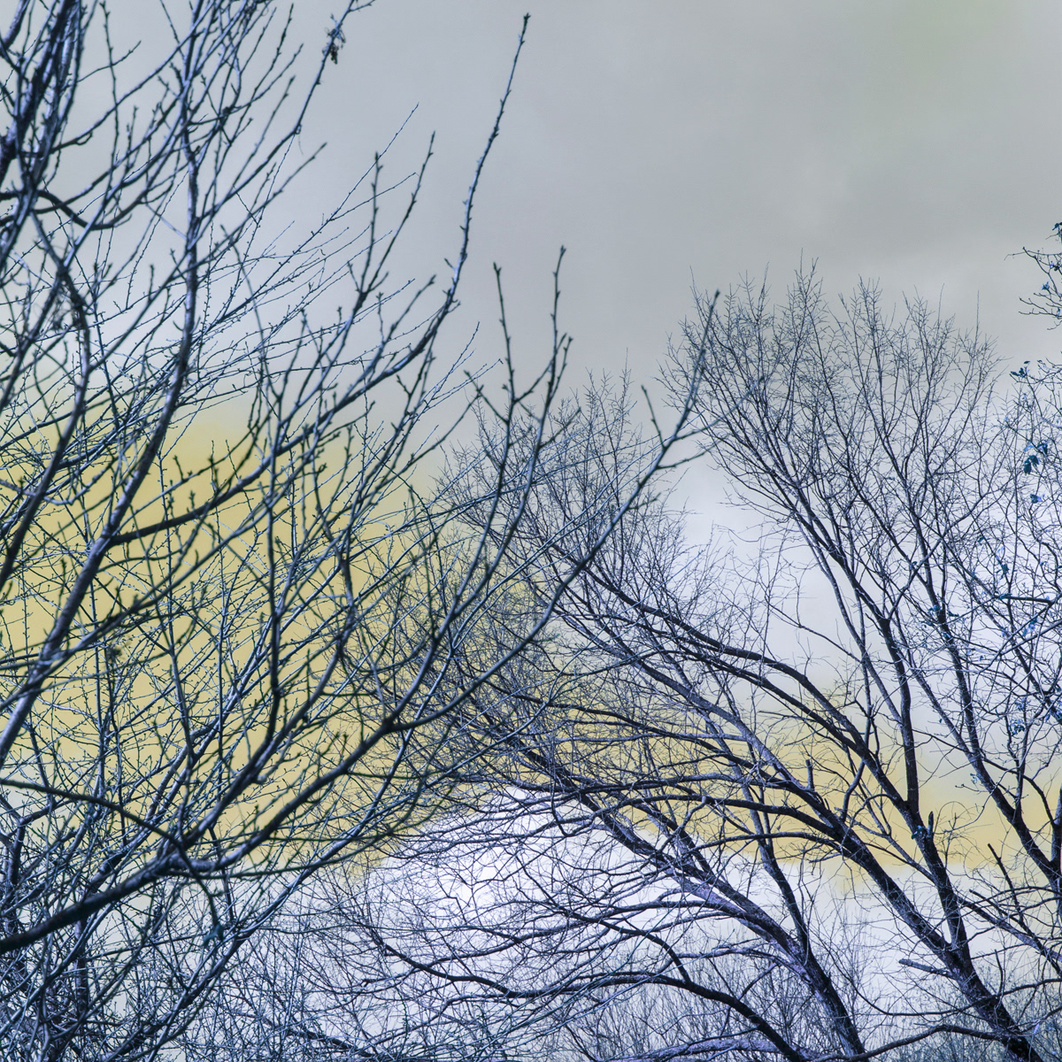 Liminal Tree 8, white gloss print on metal tile, 8 x 8 in, 2020.