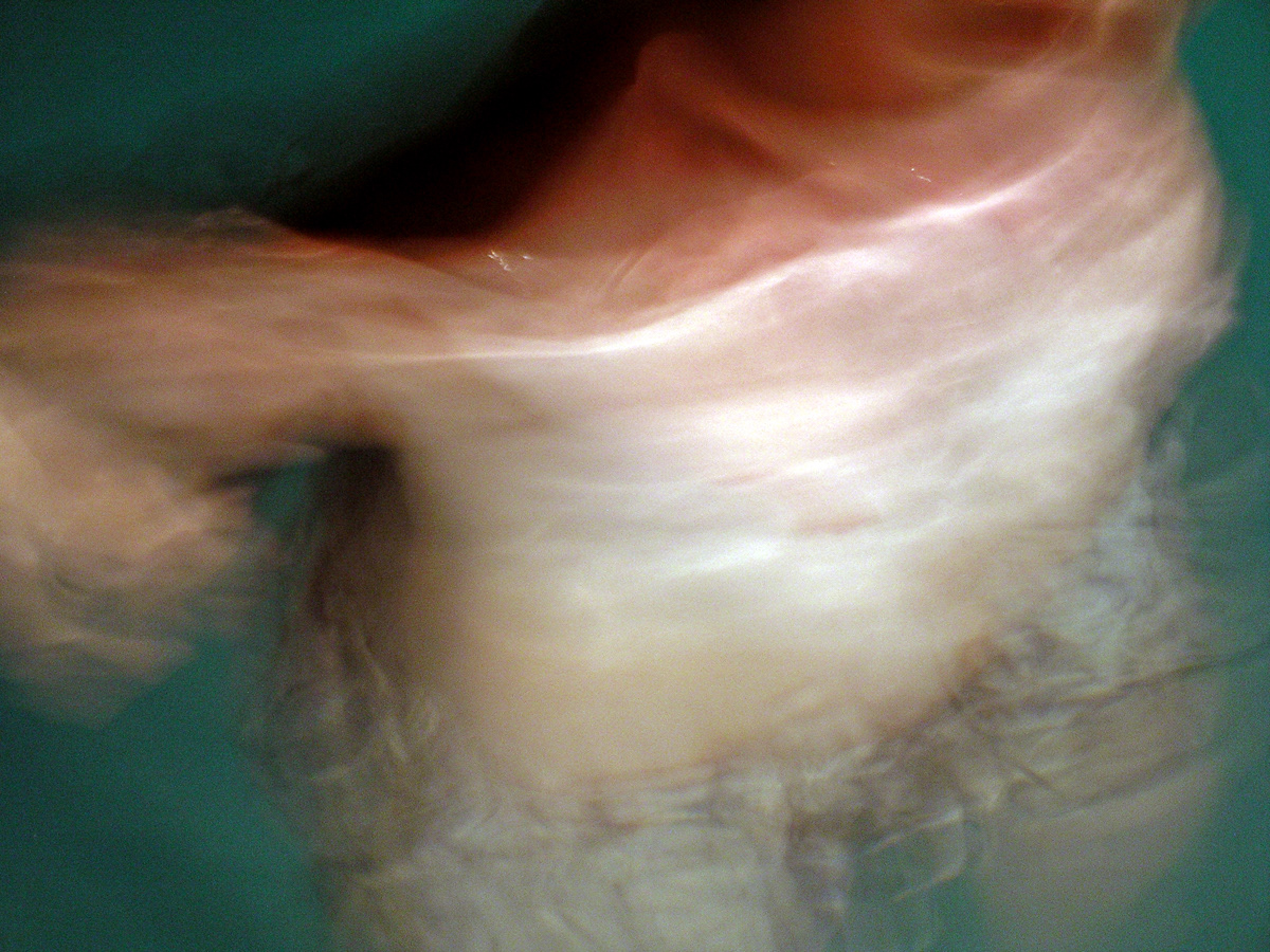 Body 4, plexiglass photo print, 40 x 40 in.