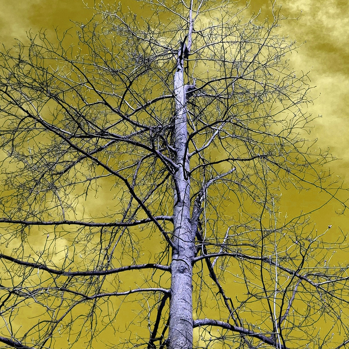 Liminal Tree 3, white gloss print on metal tile, 8 x 8 in, 2020.
