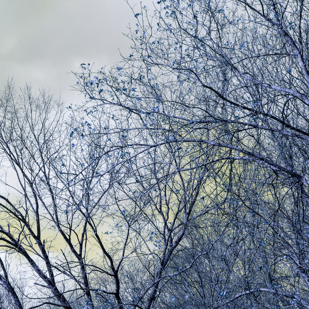 Liminal Tree 5, white gloss print on metal tile, 8 x 8 in, 2020.