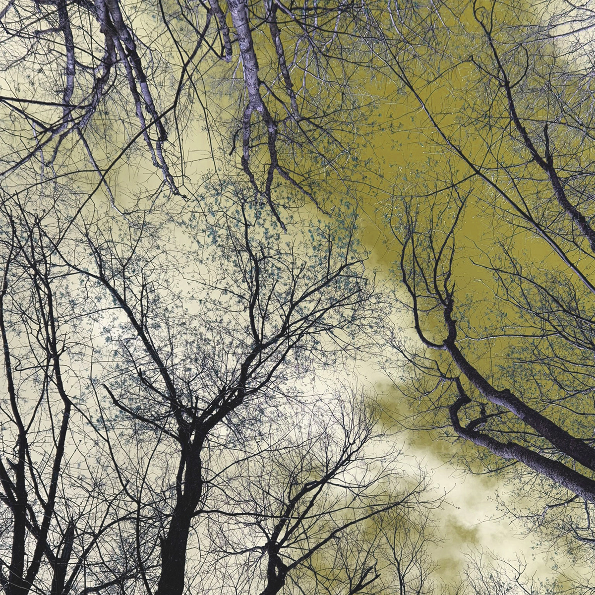 Liminal Tree 2, white gloss print on metal tile, 8 x 8 in, 2020.
