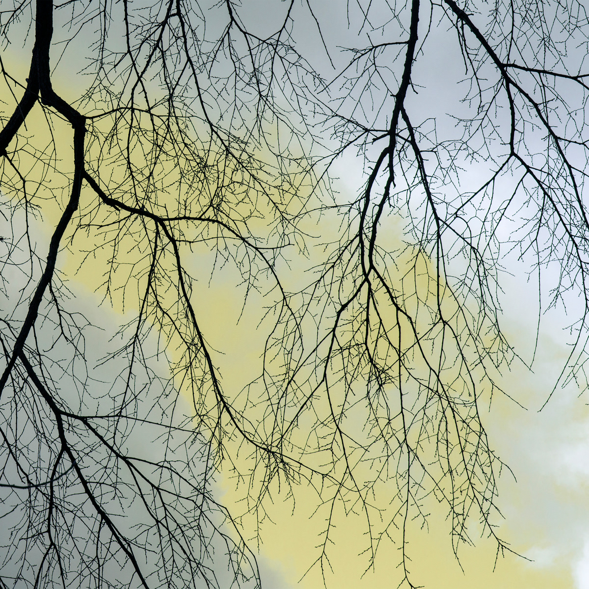 Liminal Tree 6, white gloss print on metal tile, 8 x 8 in, 2020.