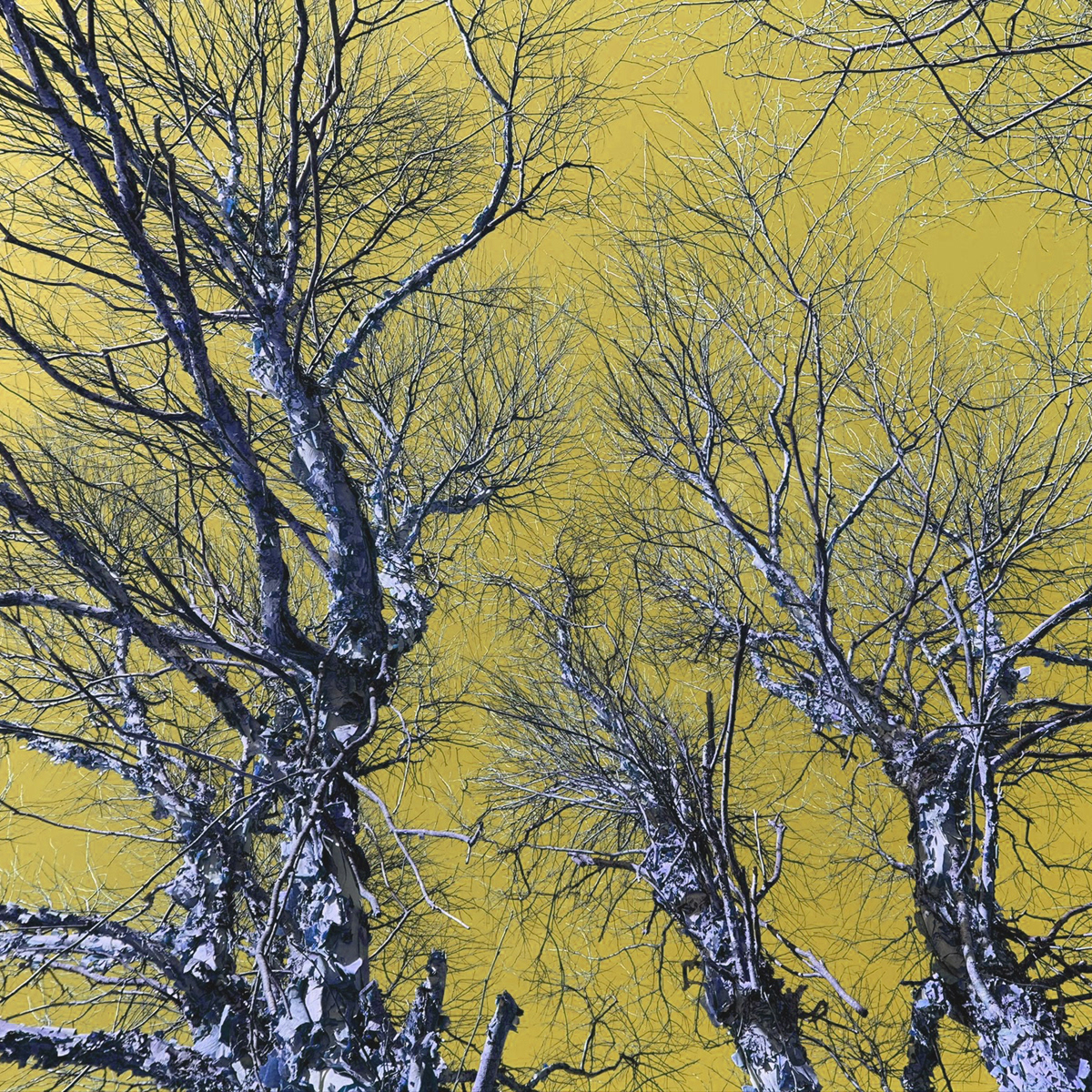Liminal Tree 1, white gloss print on metal tile, 8 x 8 in, 2020.