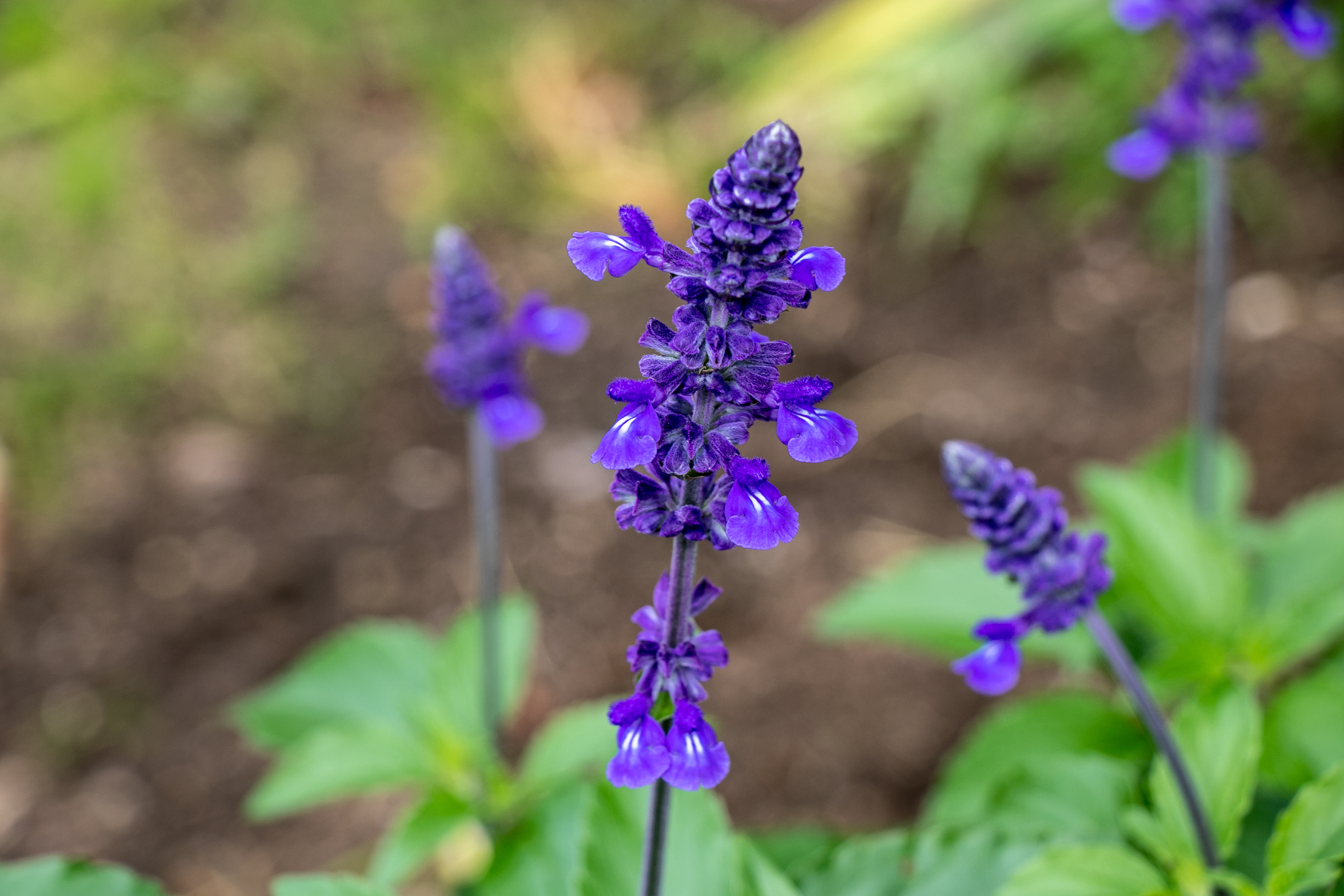 FLOWER 3