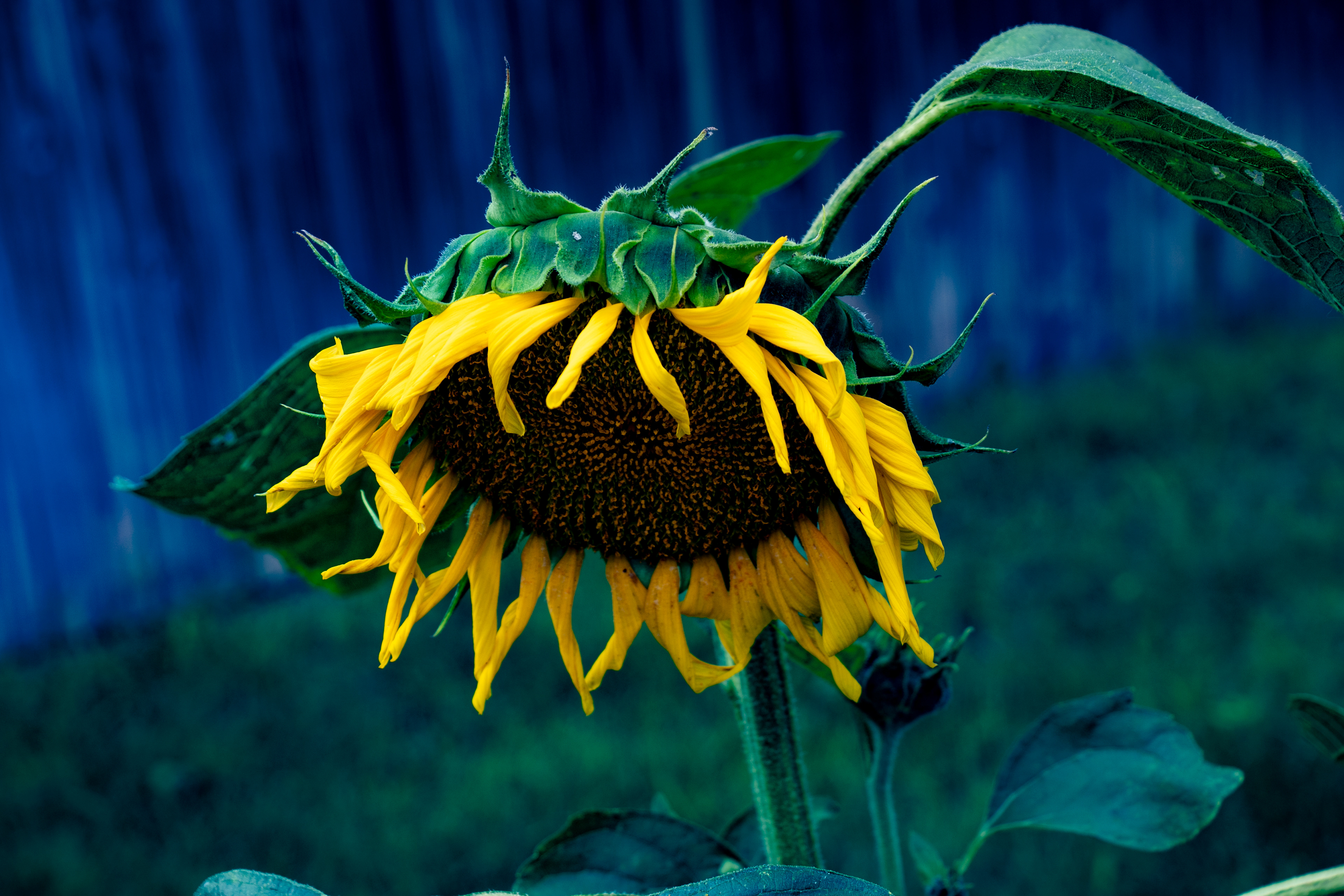 SUNFLOWER 2