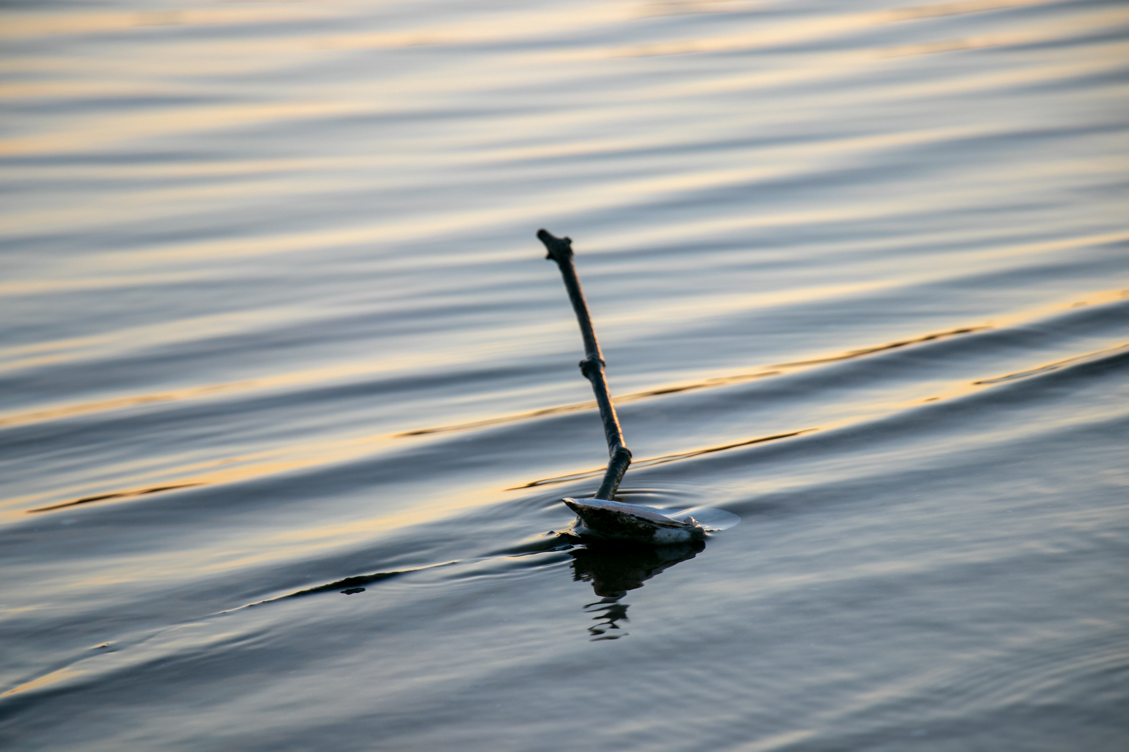 SHELL ON A STICK