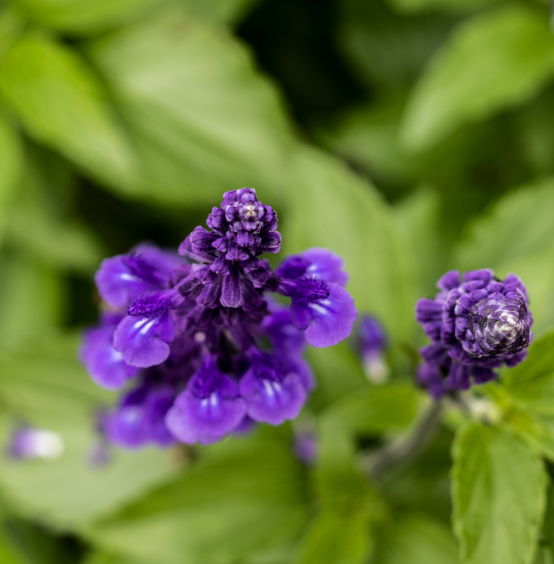 FLOWER 2