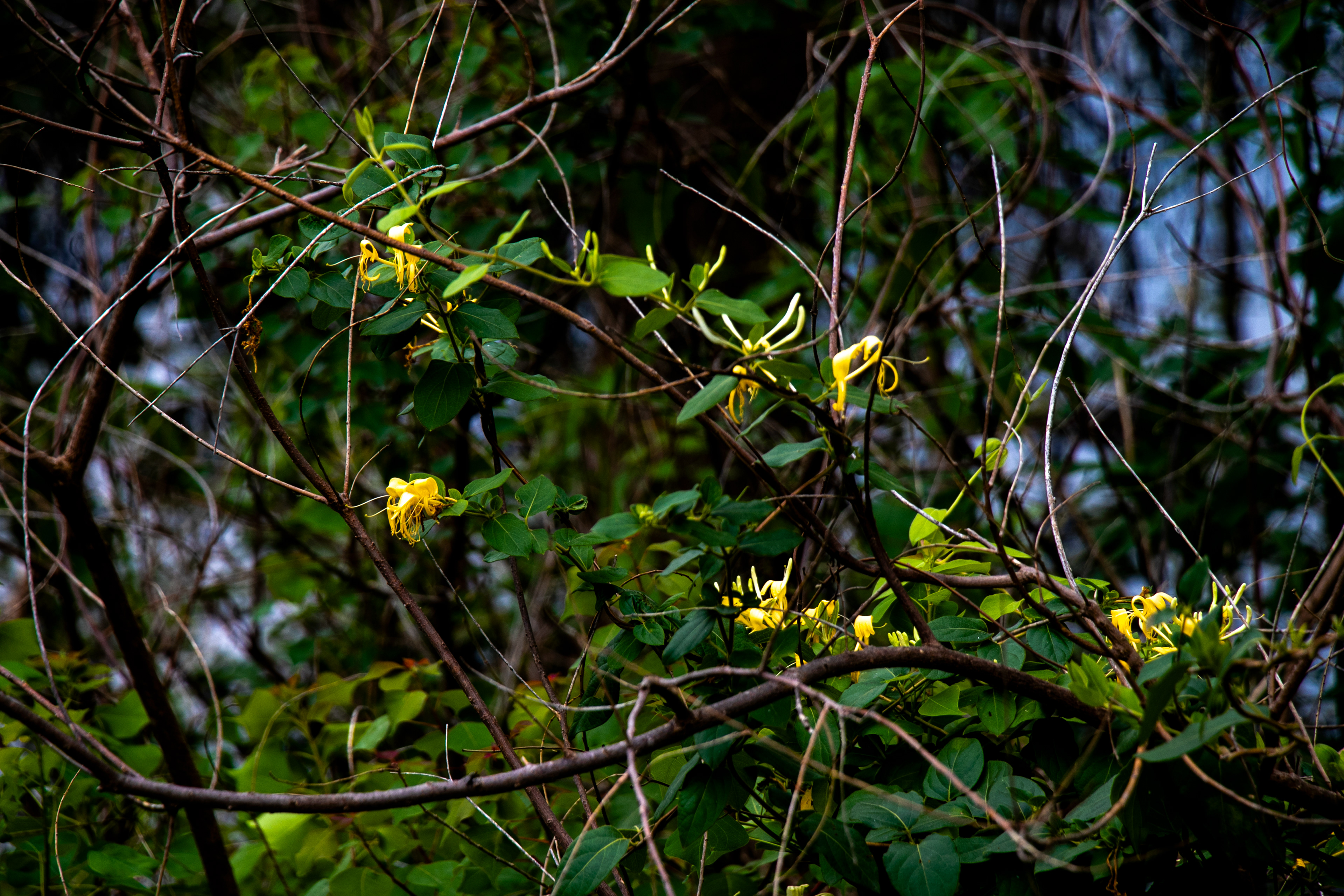 FLOWER 4