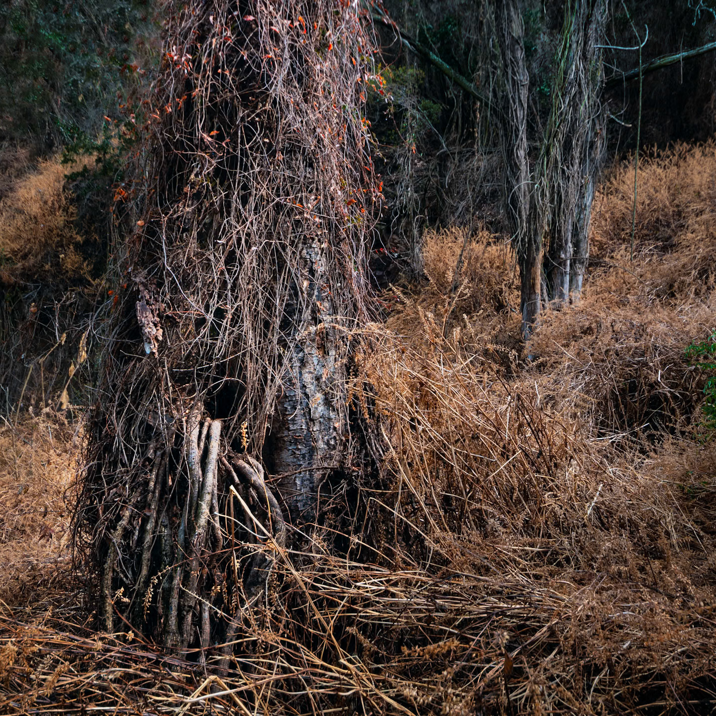 Old Grove Forest, SA