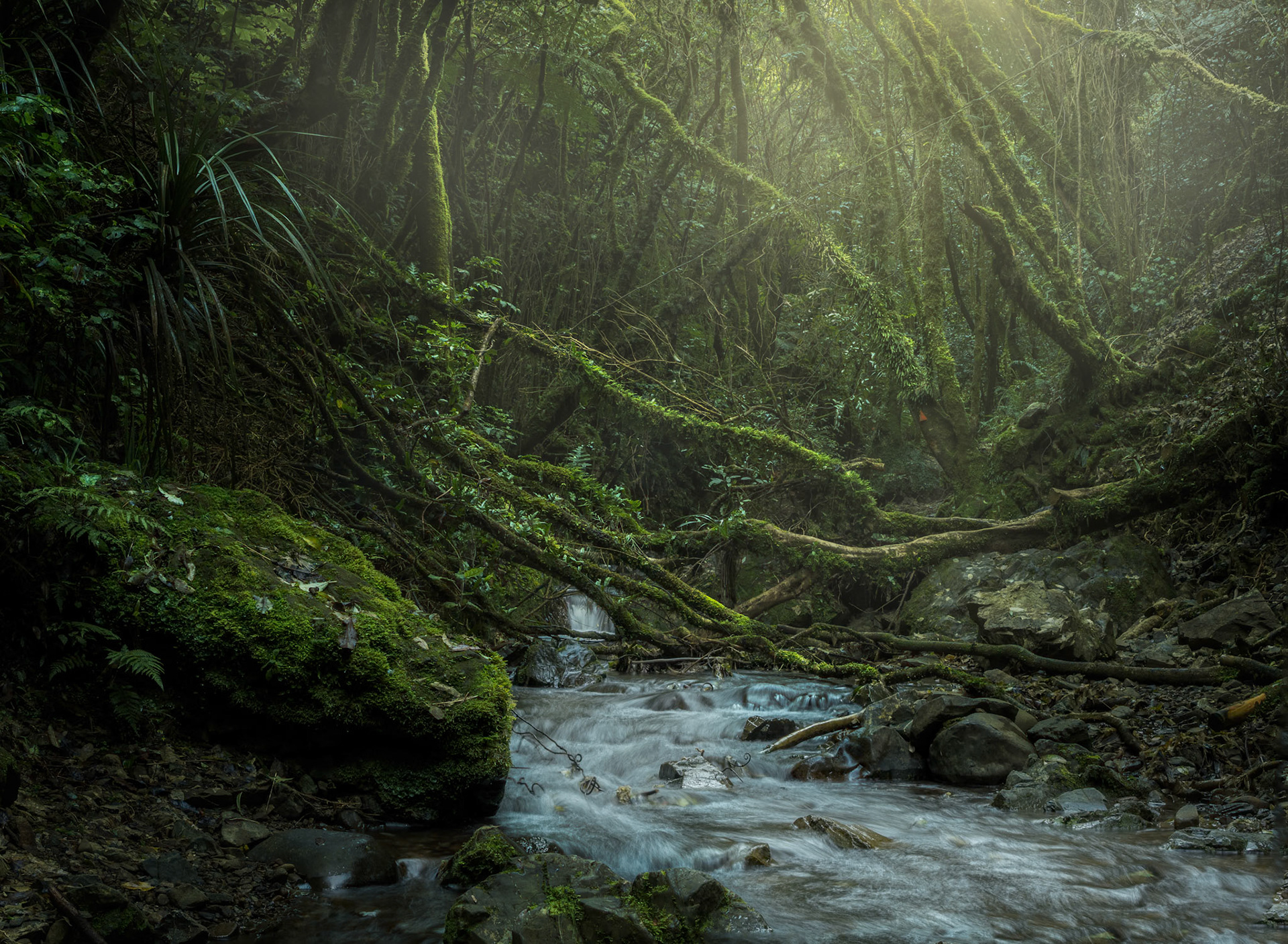 Dry Creek Waterfall Track, Wellington, NZ