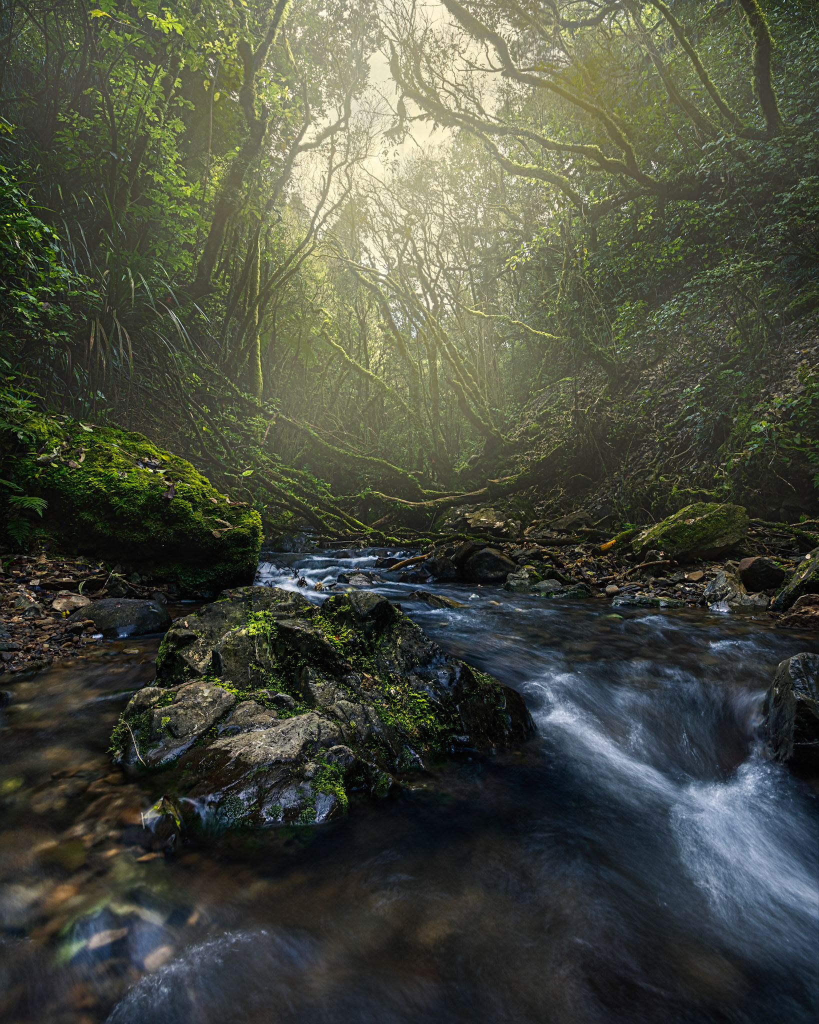 Dry Creek Waterfall Track, Wellington, NZ