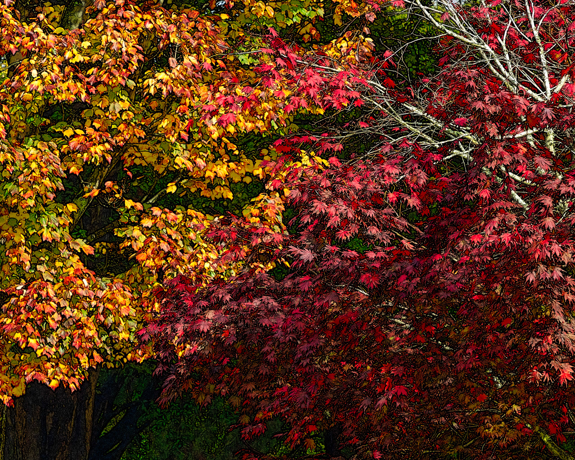 Autumn Colors, Christcurch, NZ