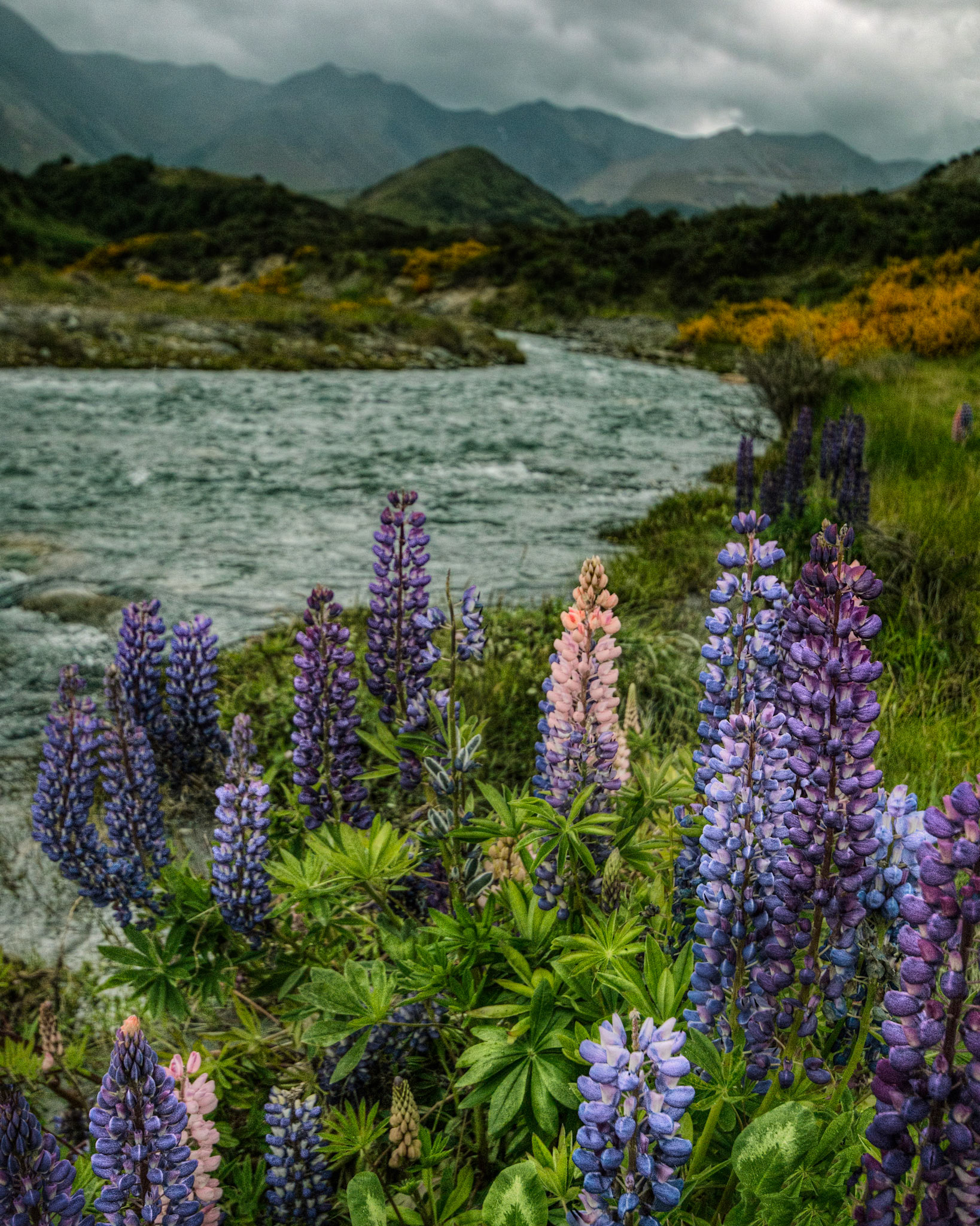Lupins, South Island, NZ
