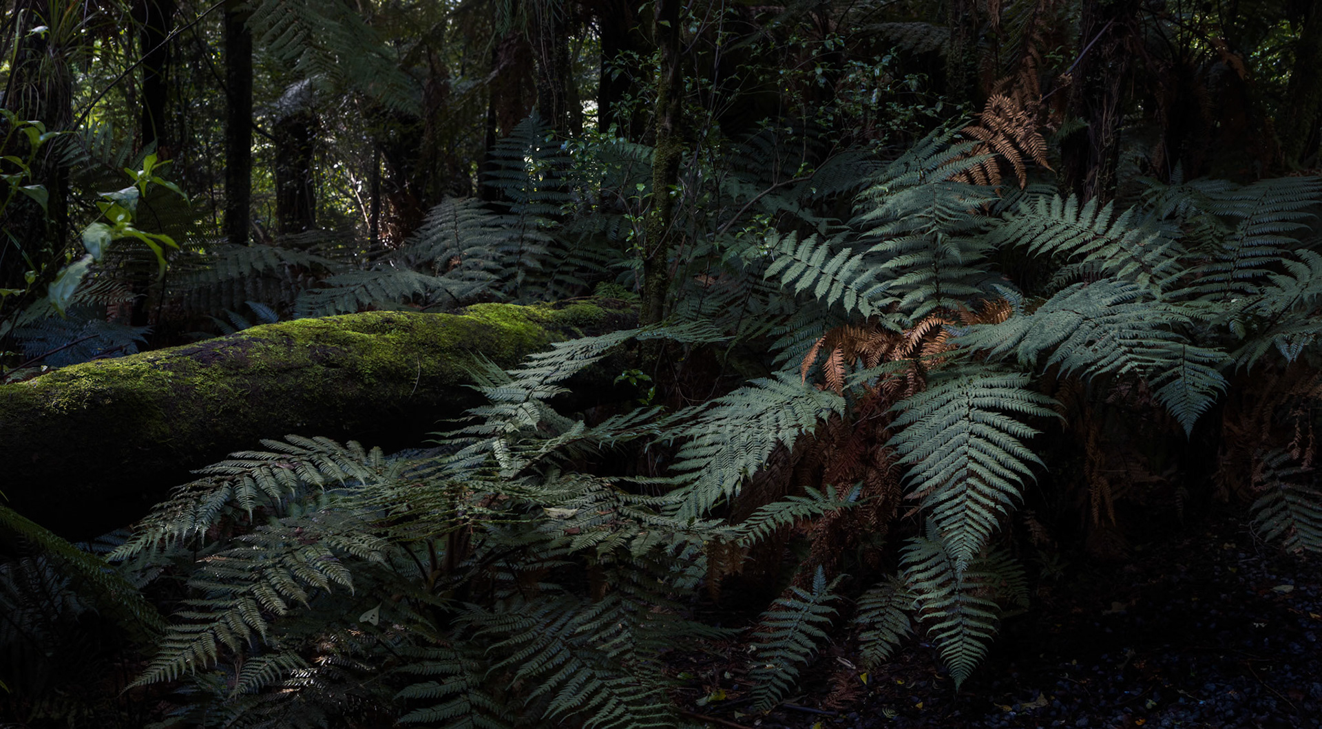 North Island, NZ