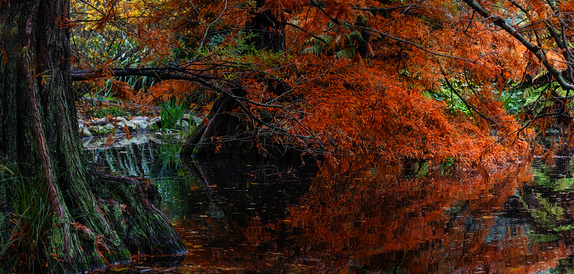 Autumn photography at botanical gardens, Christchurch, New Zealand
