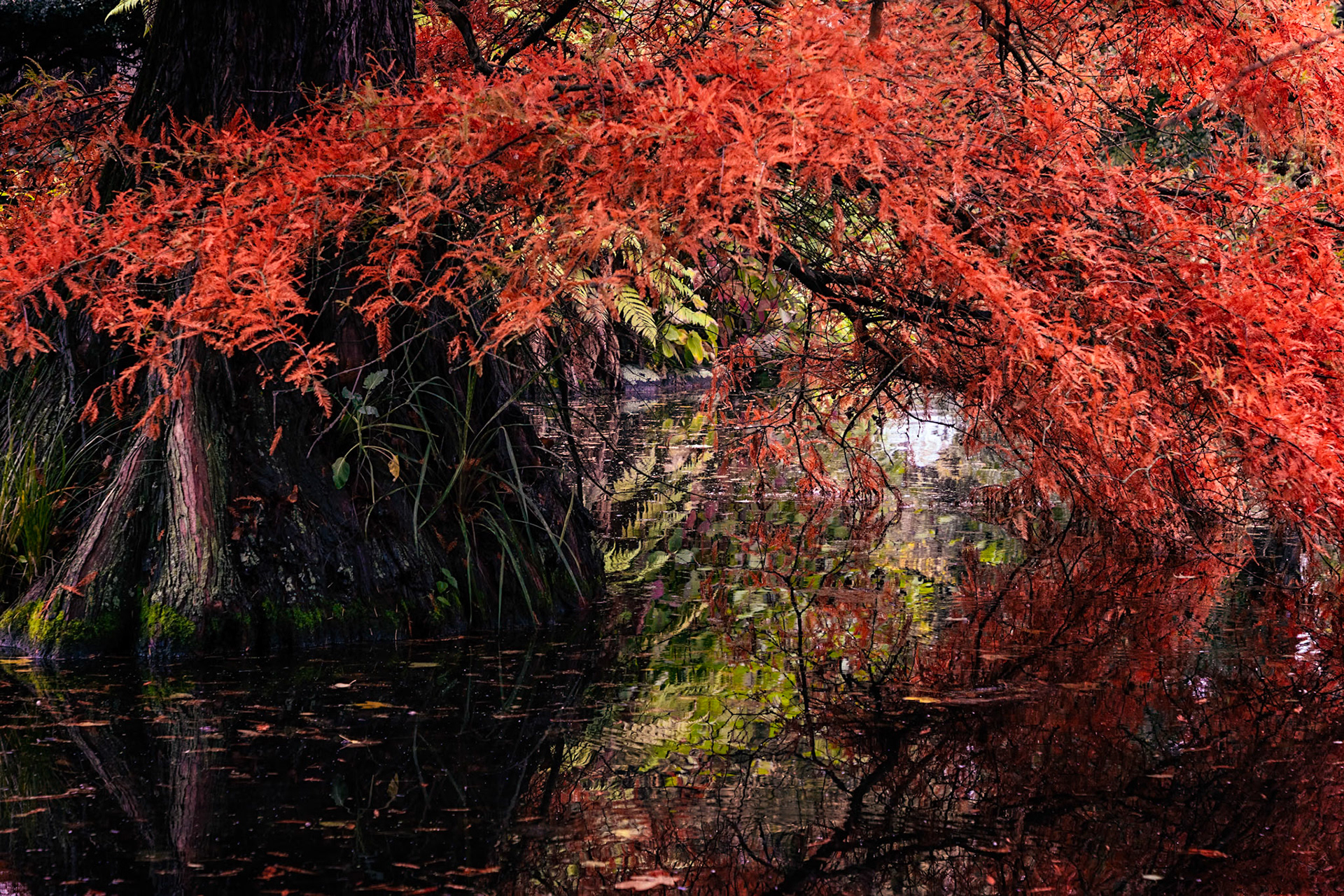 Botanical gardens, Christchurch, New Zealand