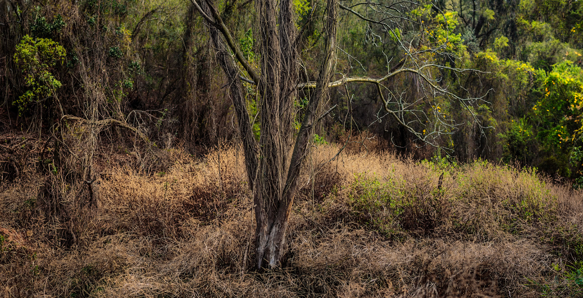 Old Grove Forest, SA