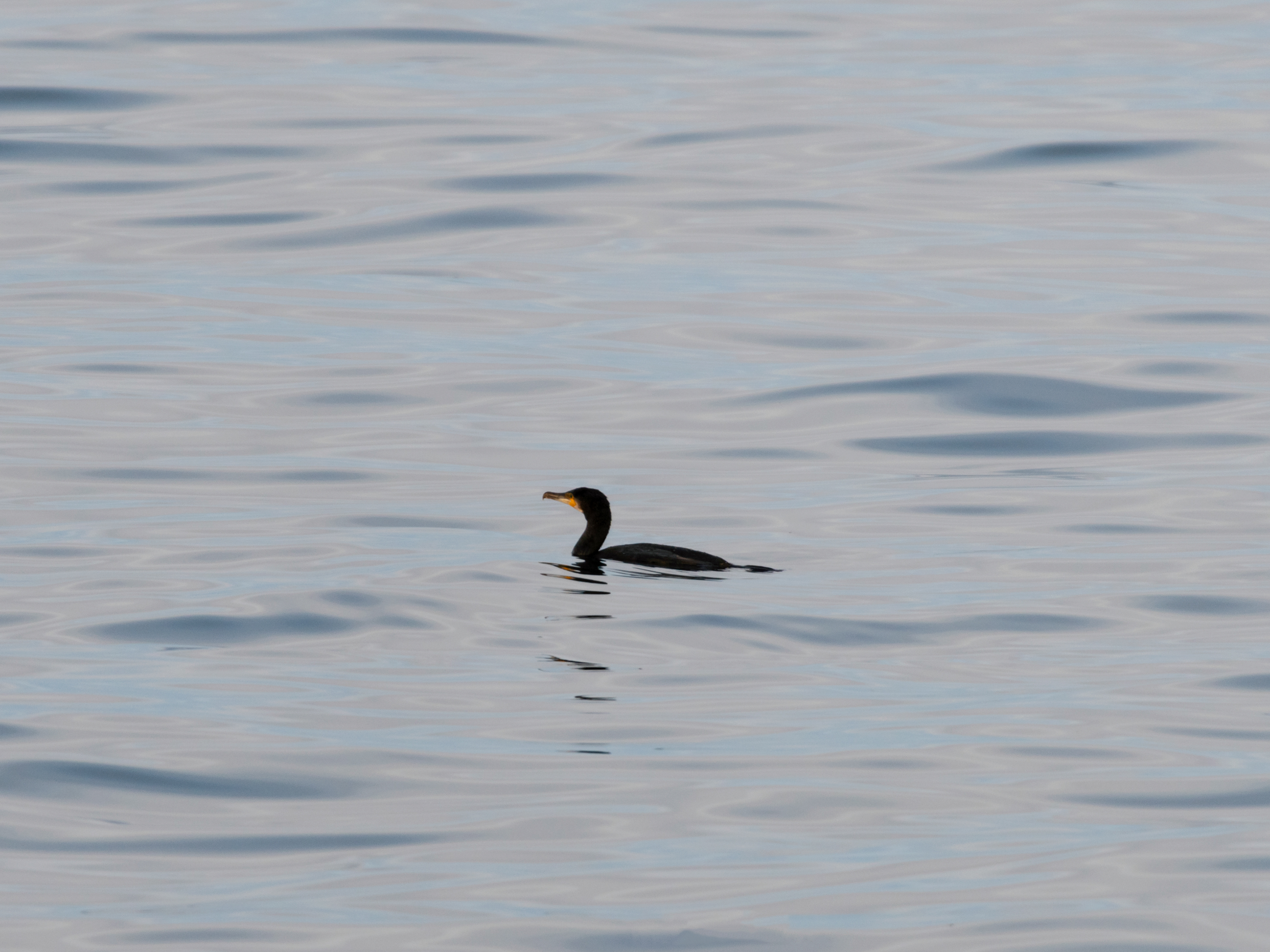 the Great Cormorant, a fairly common sight in the southern harbours and bays