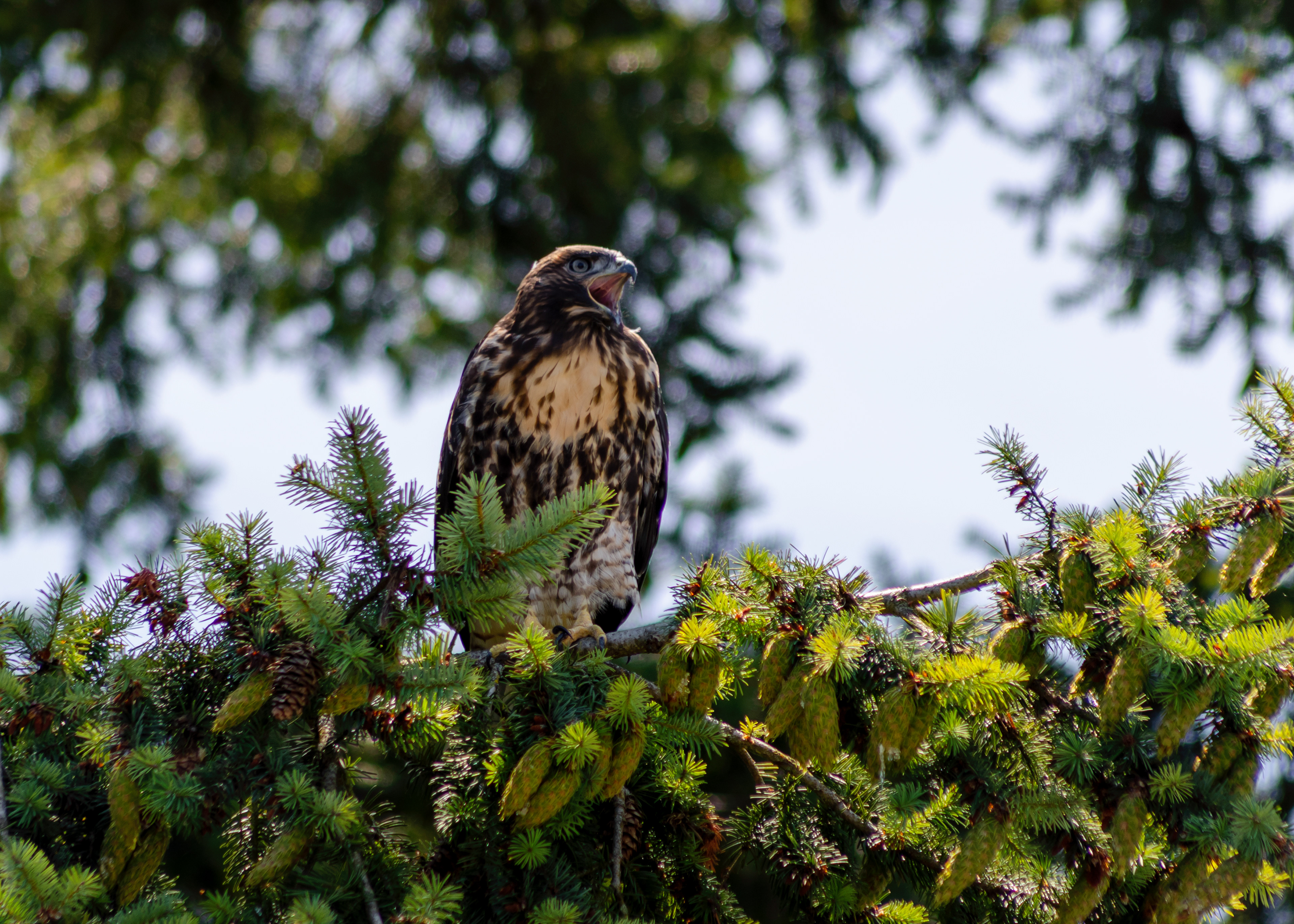 This juvenile goshawk has decided to take up residence in my back yard