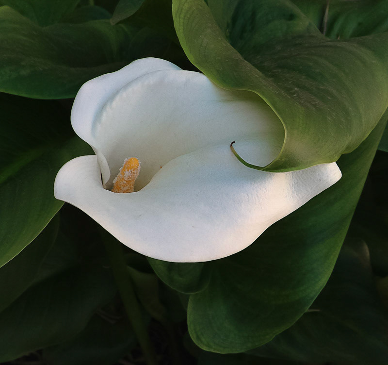 Calla Lily, 2020