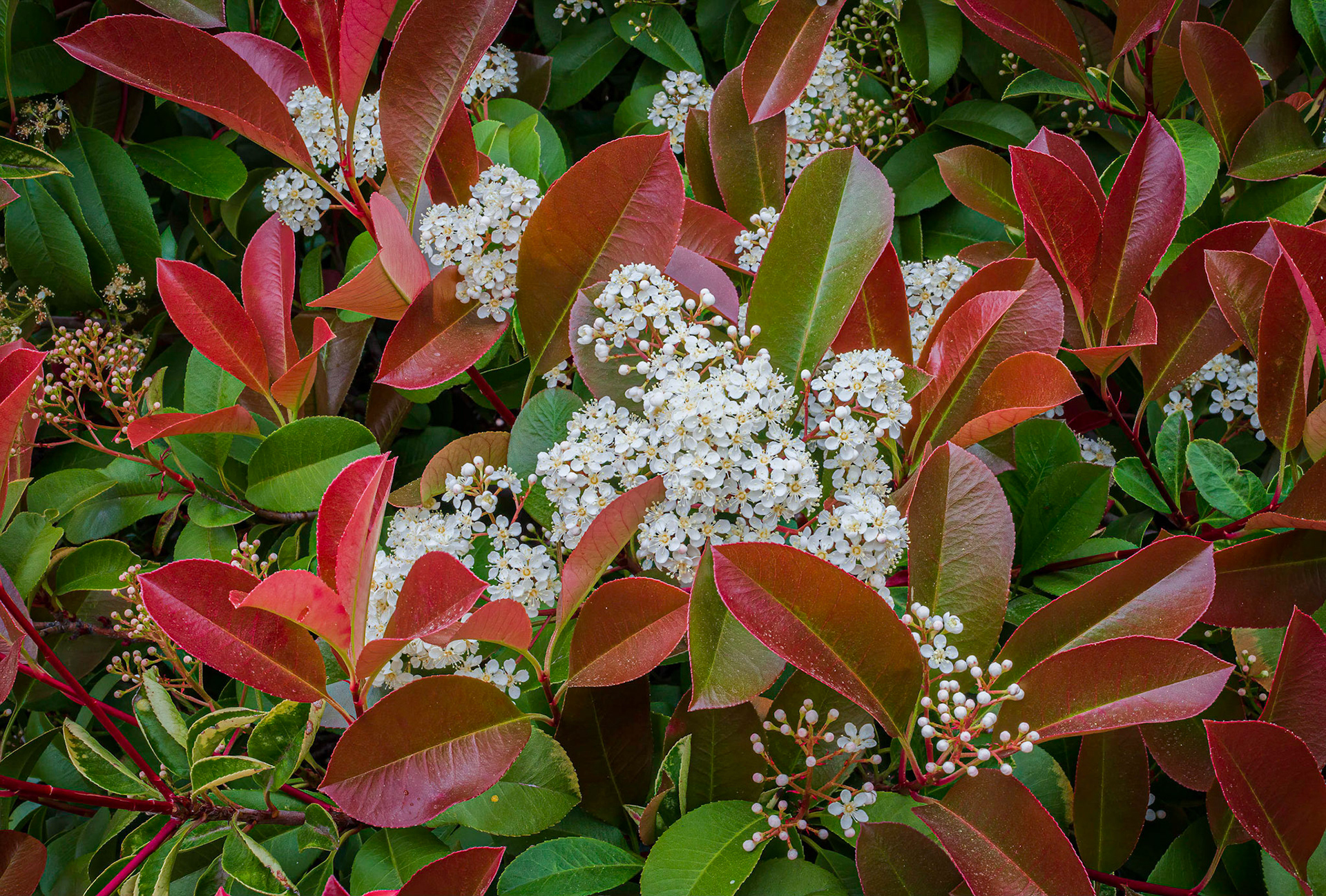 Coralberry, 2020