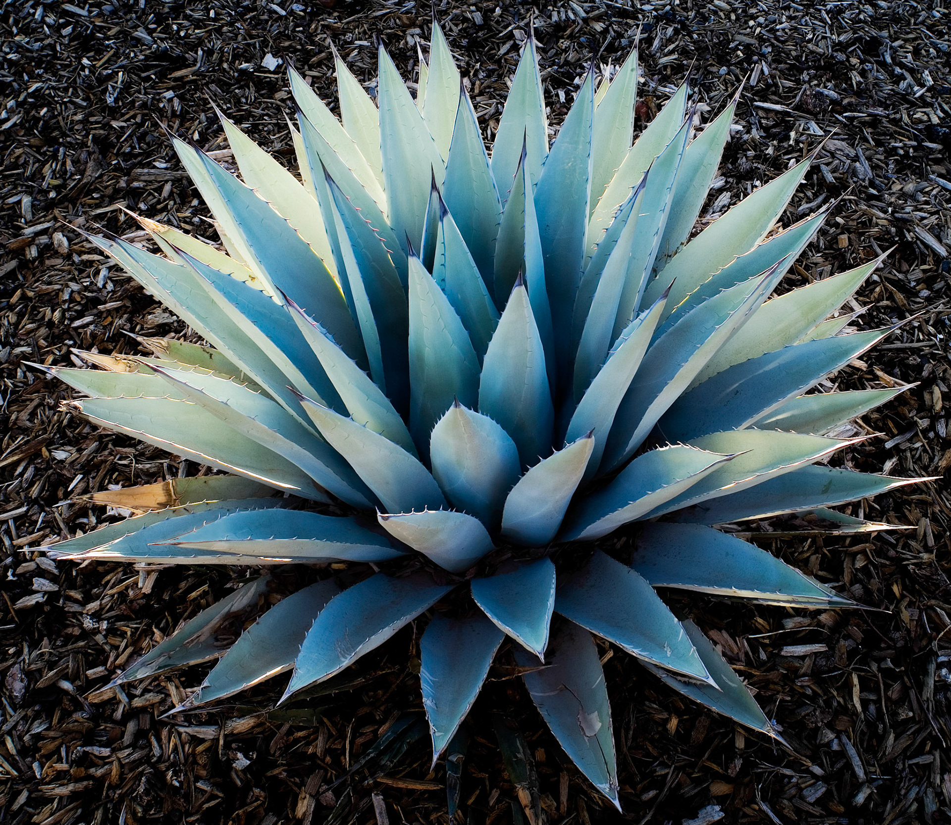 Agave, 2006