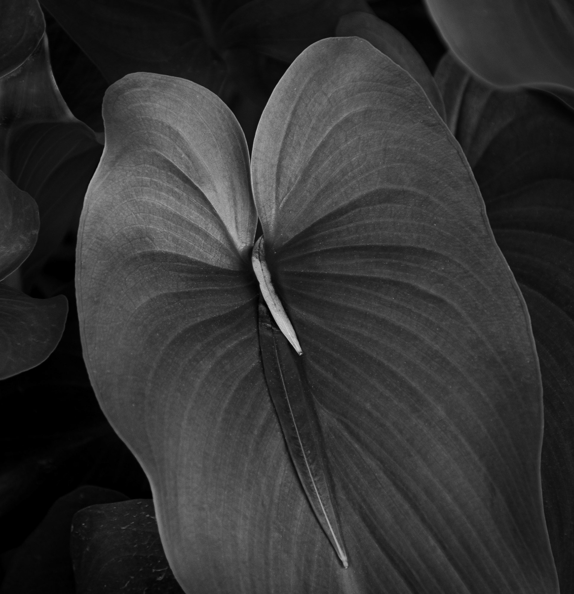 Calla Lily Leaf, 2020