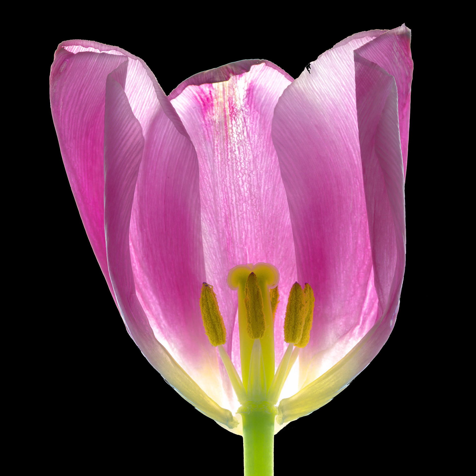 Tulip. 2009