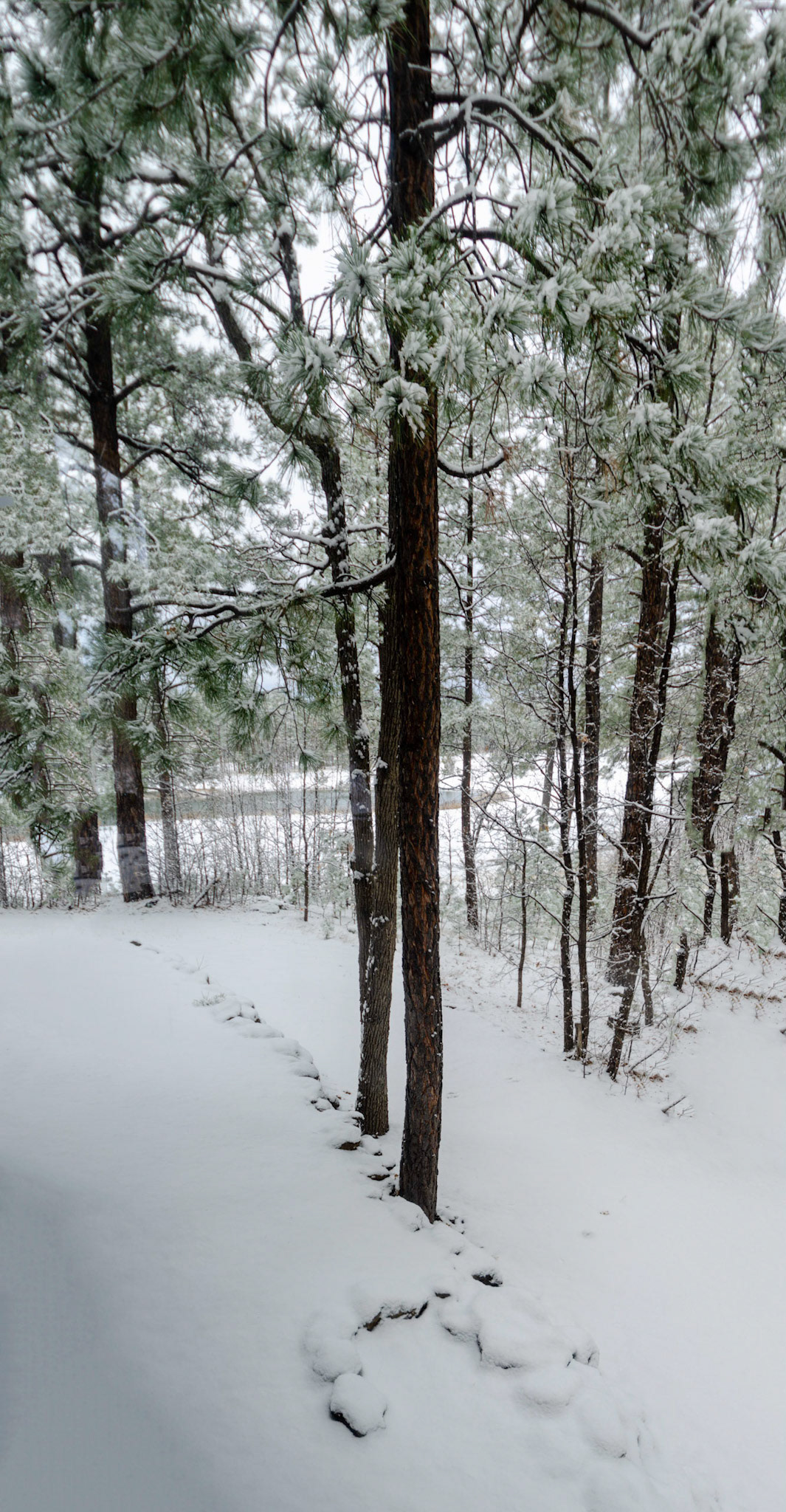 Winter, White Mountains 2029